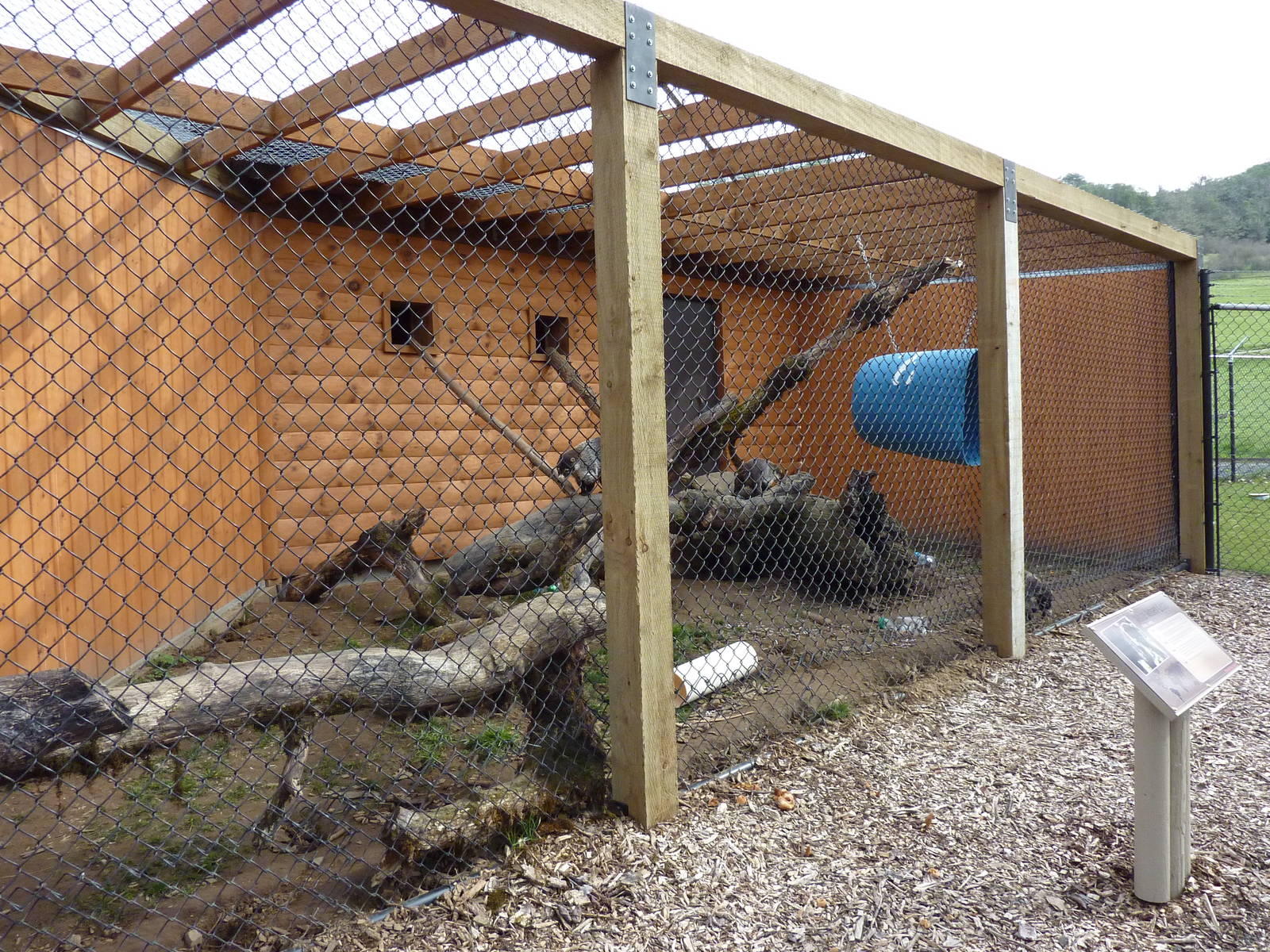 White-Nosed Coati Exhibit