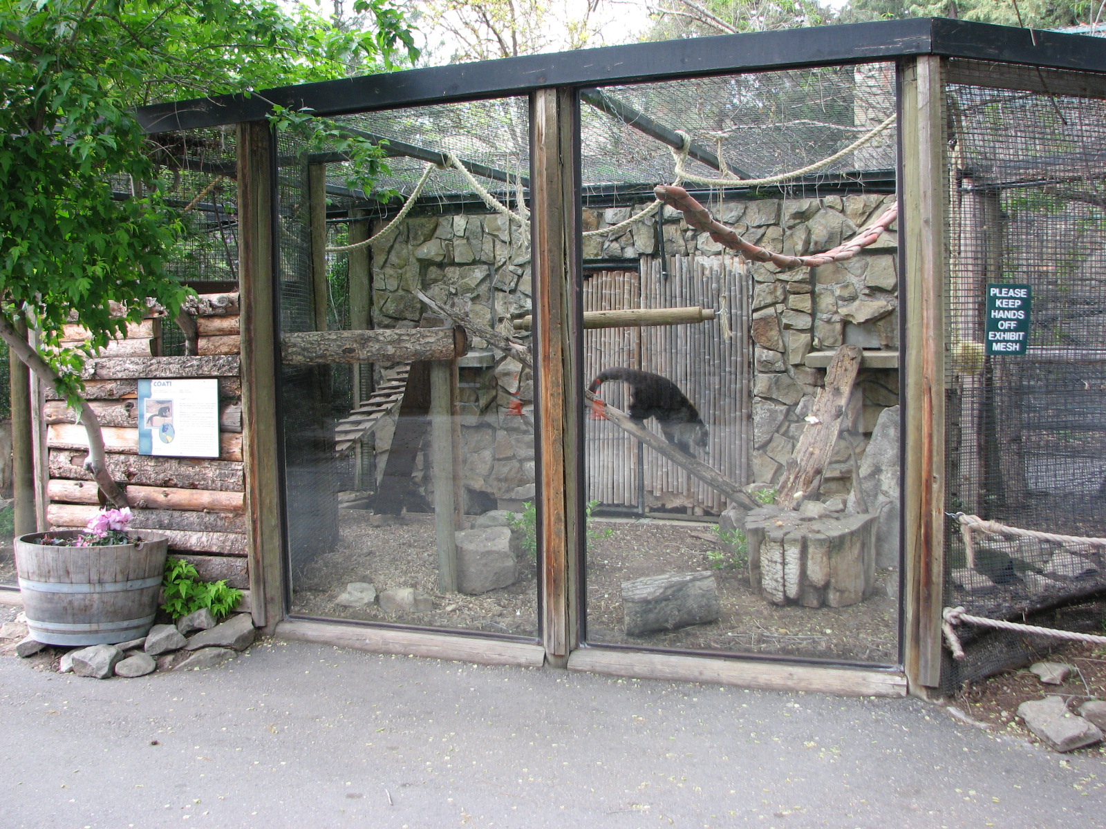 White-Nosed Coati Exhibit
