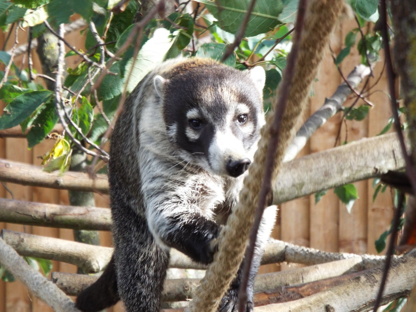 White nosed coati, Hamerton Zoo