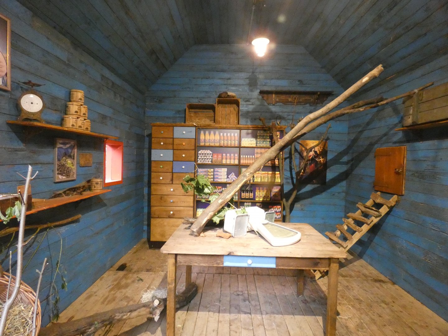 White-nosed Coati indoor exhibit in new South American exhibit