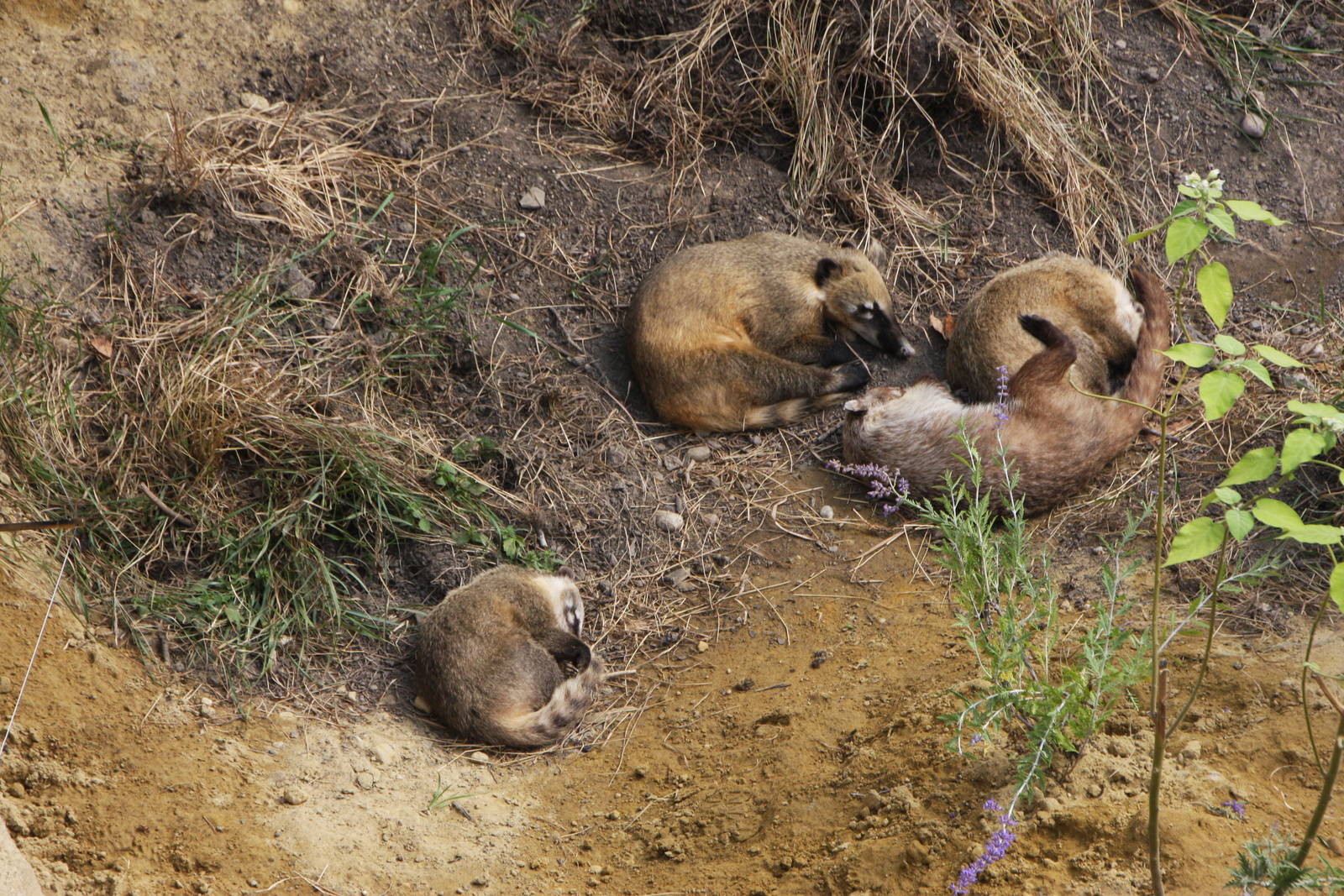 White-nosed coati (Nasua narica), 16th July 2014