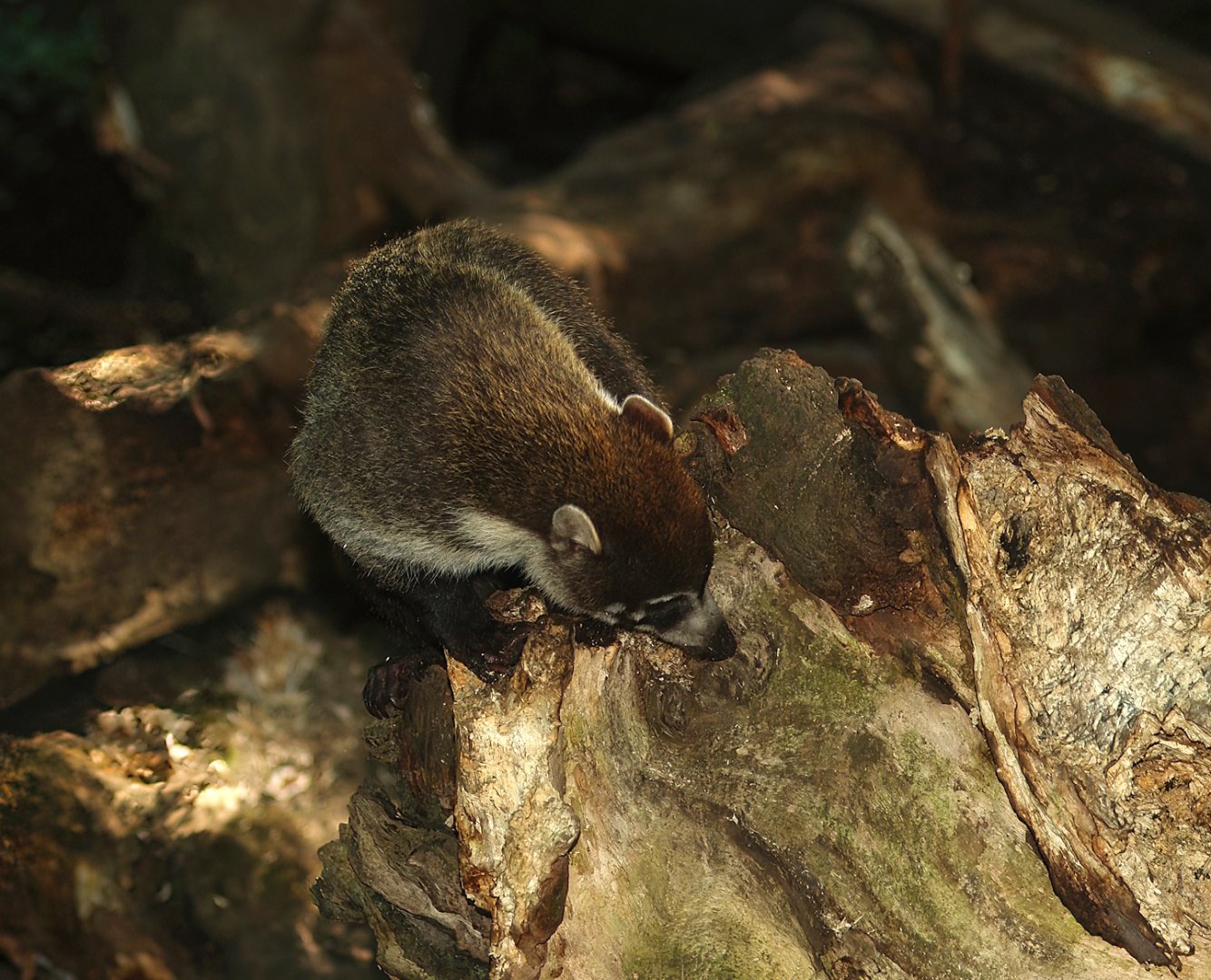 White-nosed coati (Nasua narica), 2007-09-16