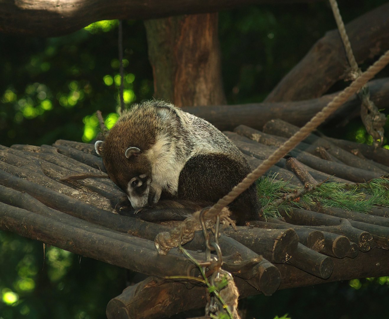 White-nosed coati (Nasua narica), 2007-09-16