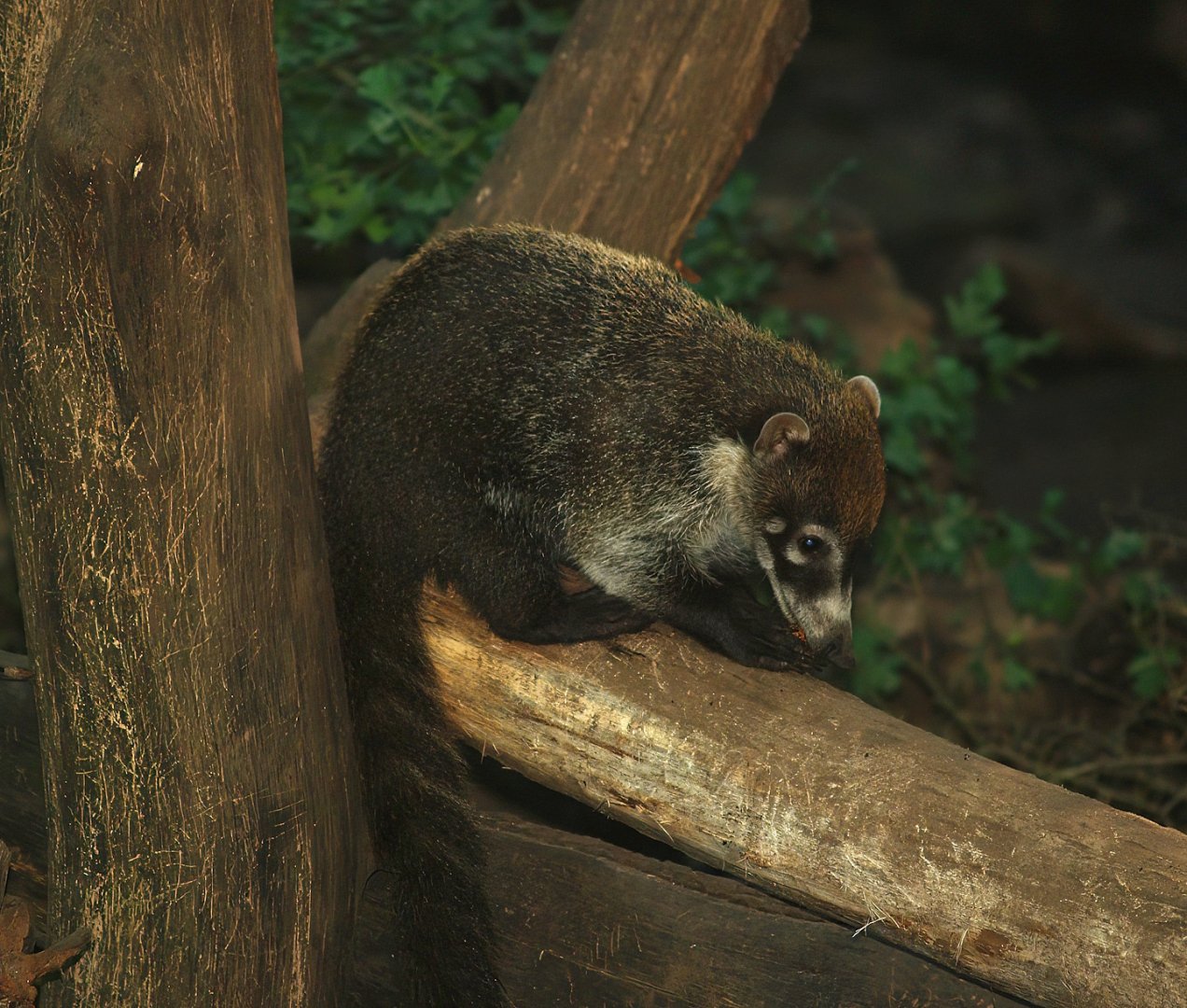 White-nosed coati (Nasua narica), 2007-09-16
