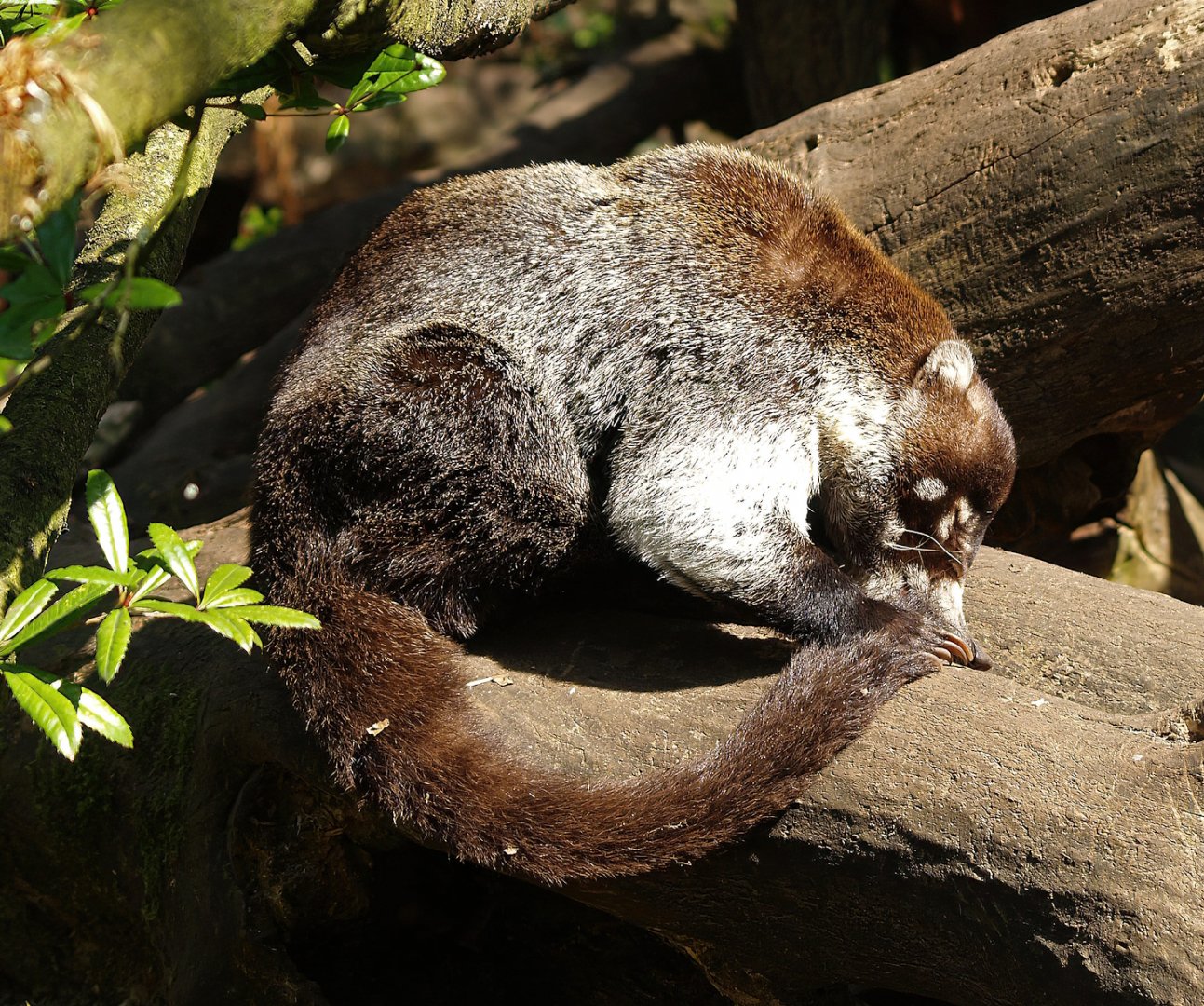 White-nosed coati (Nasua narica), 2010-04-18
