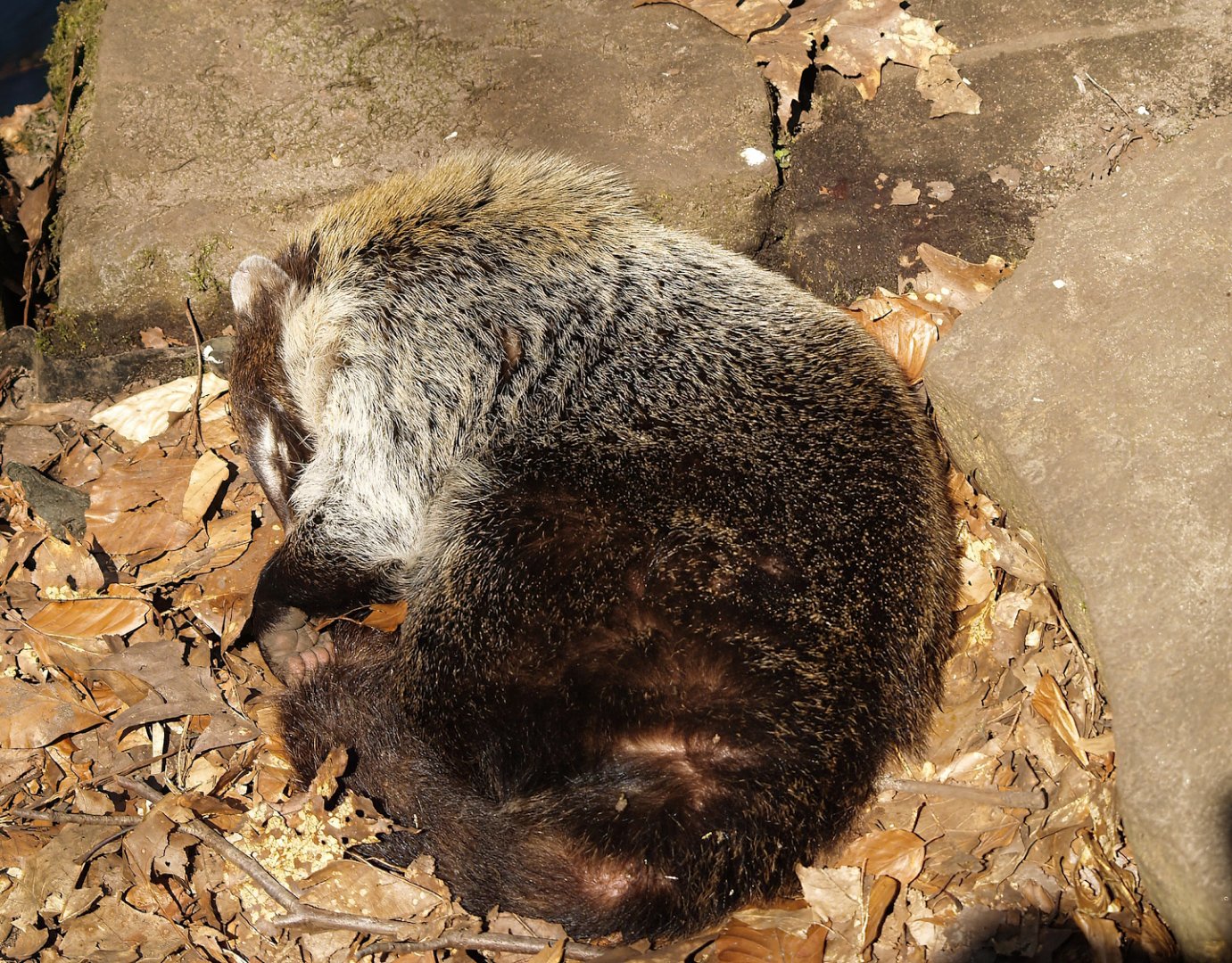 White-nosed coati (Nasua narica), 2010-04-18