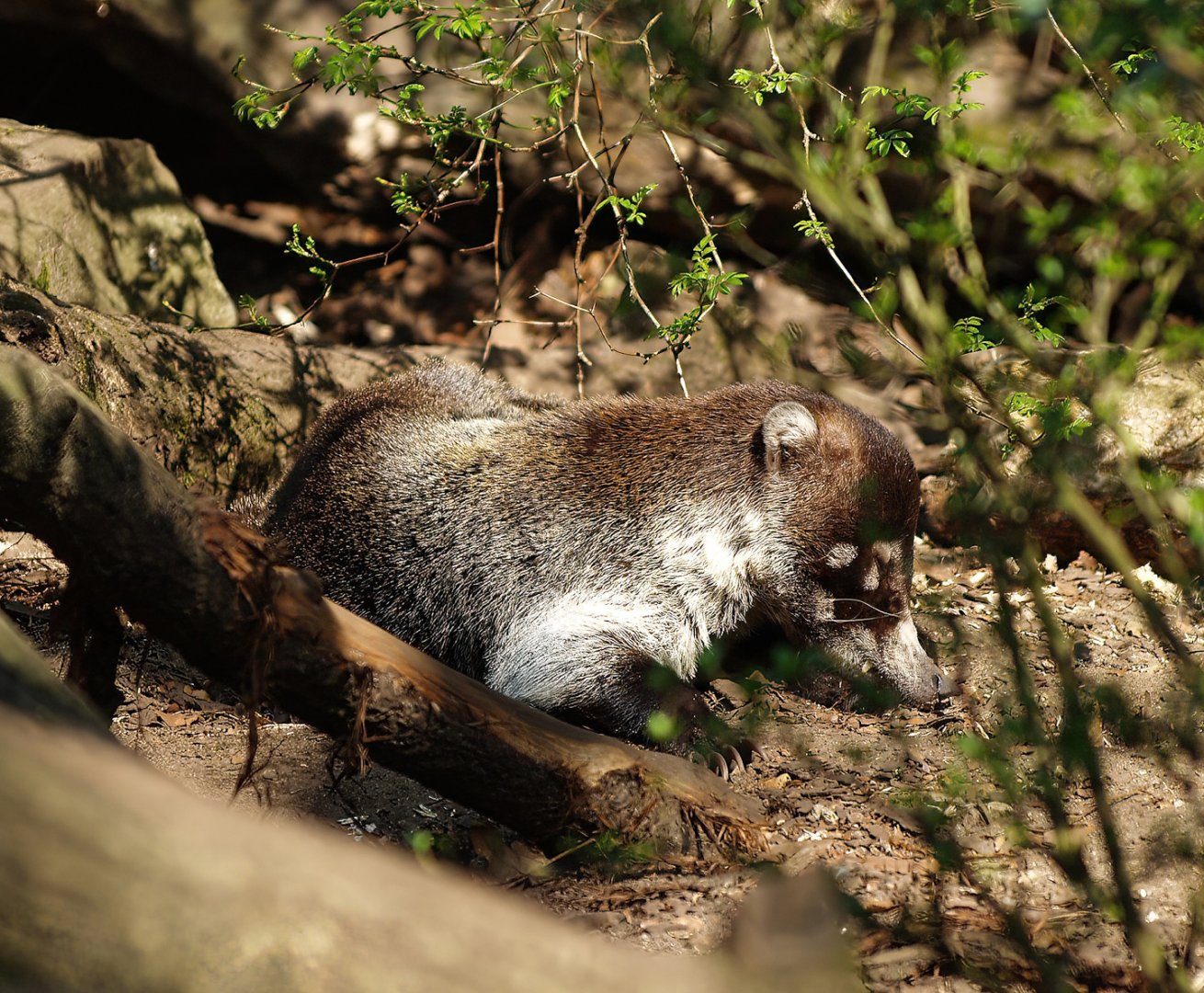 White-nosed coati (Nasua narica), 2010-04-18