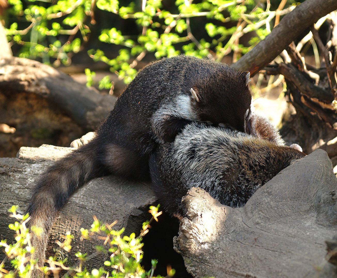 White-nosed coati (Nasua narica), 2010-04-18