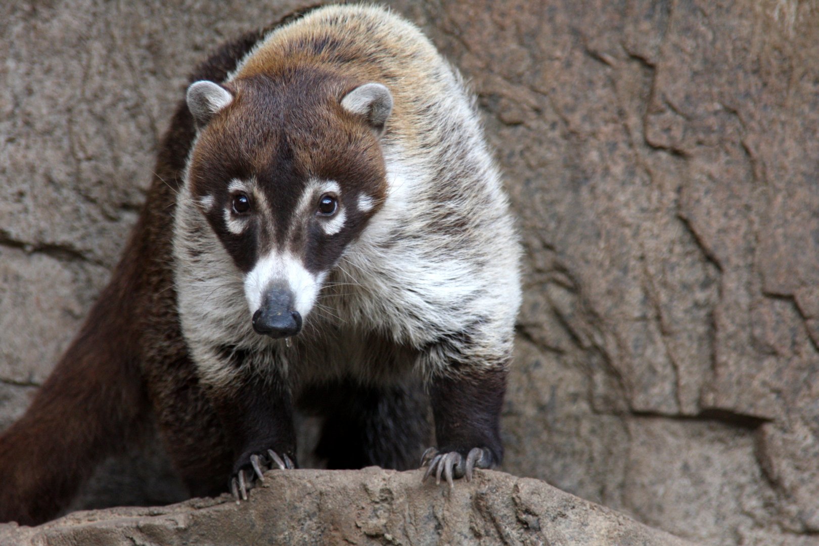 white-nosed coati (Nasua narica) 2013