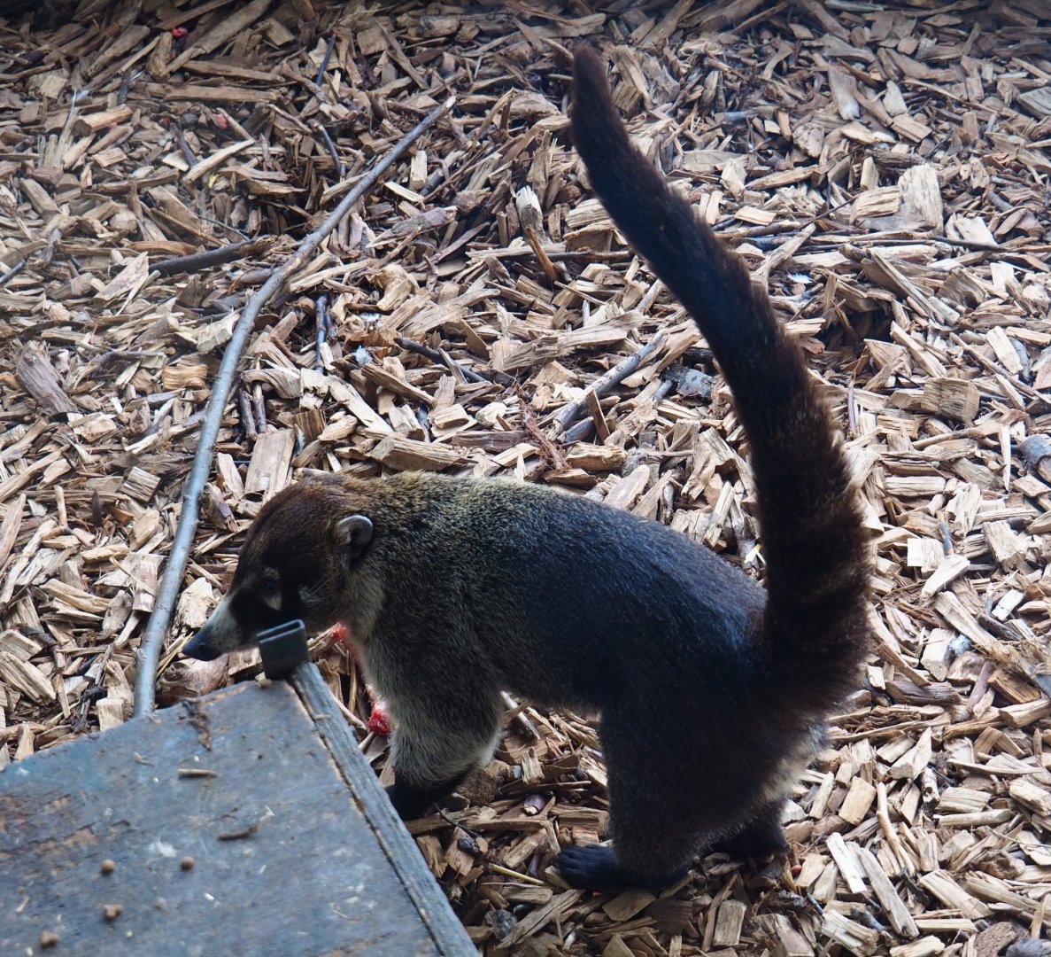White-nosed coati (Nasua narica), 2019-04-06