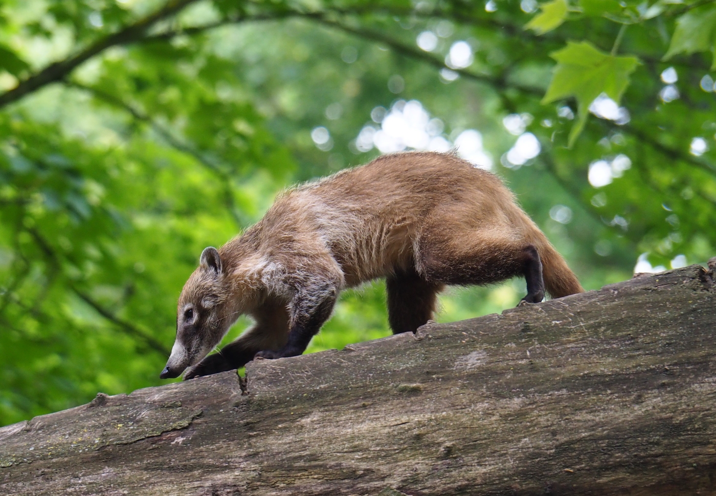 White-nosed coati (Nasua narica), 2019-05-31