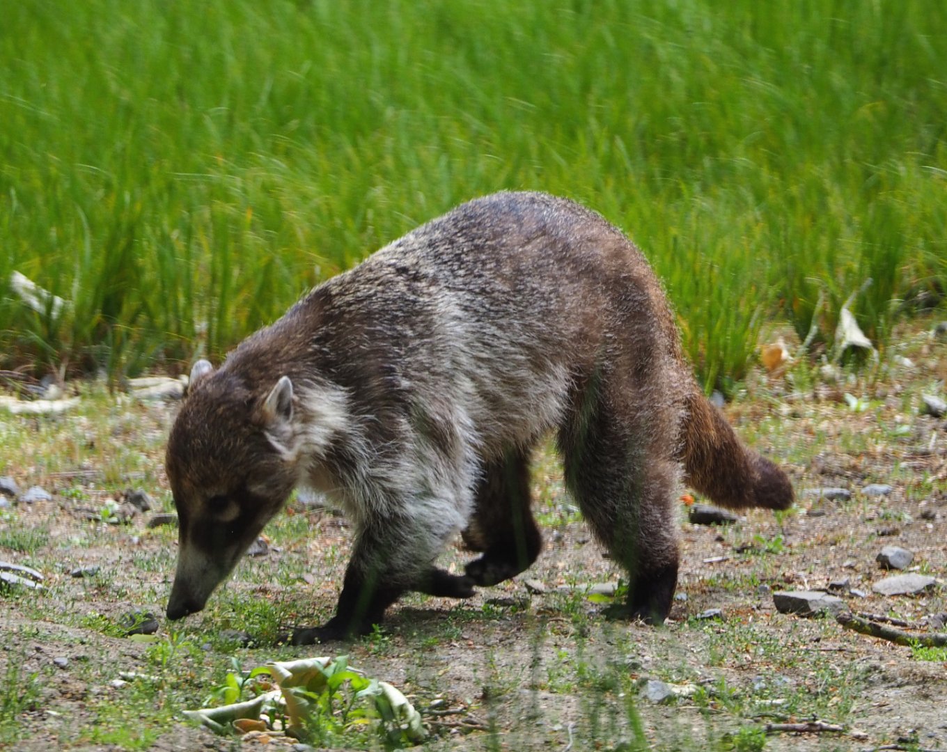 White-nosed coati (Nasua narica), 2020-05-23
