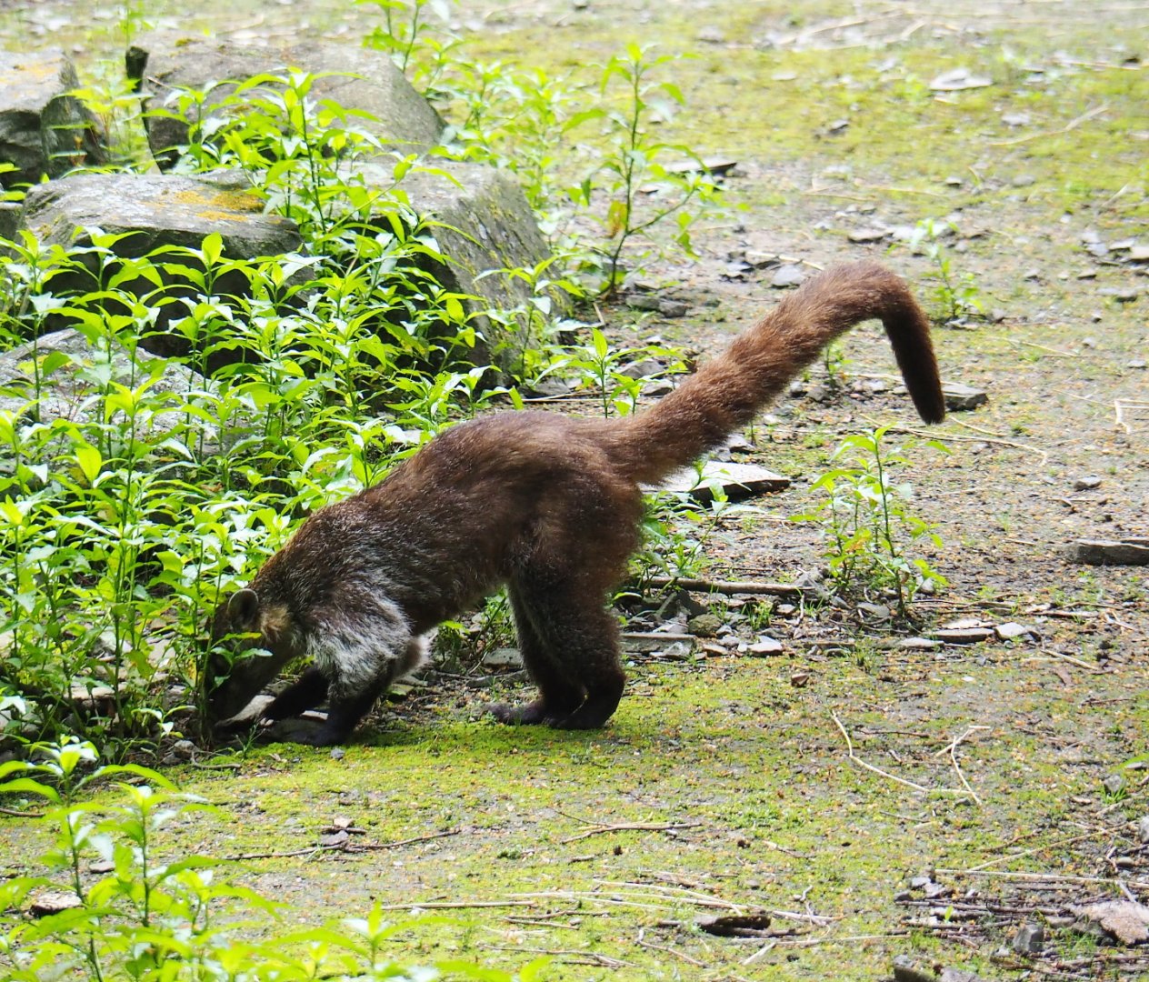 White-nosed coati (Nasua narica), 2021-07-03