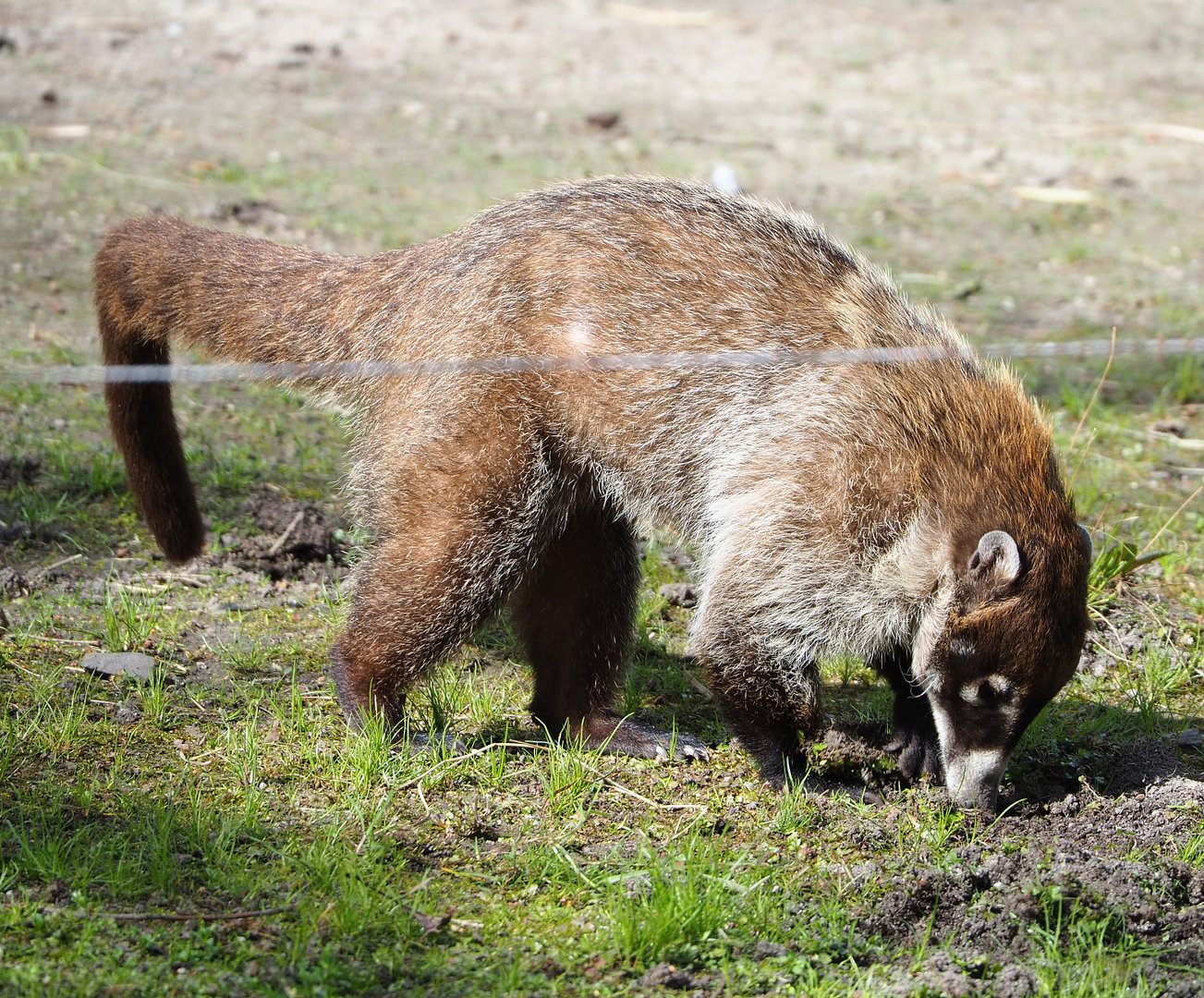White-nosed coati (Nasua narica), 2022-04-12