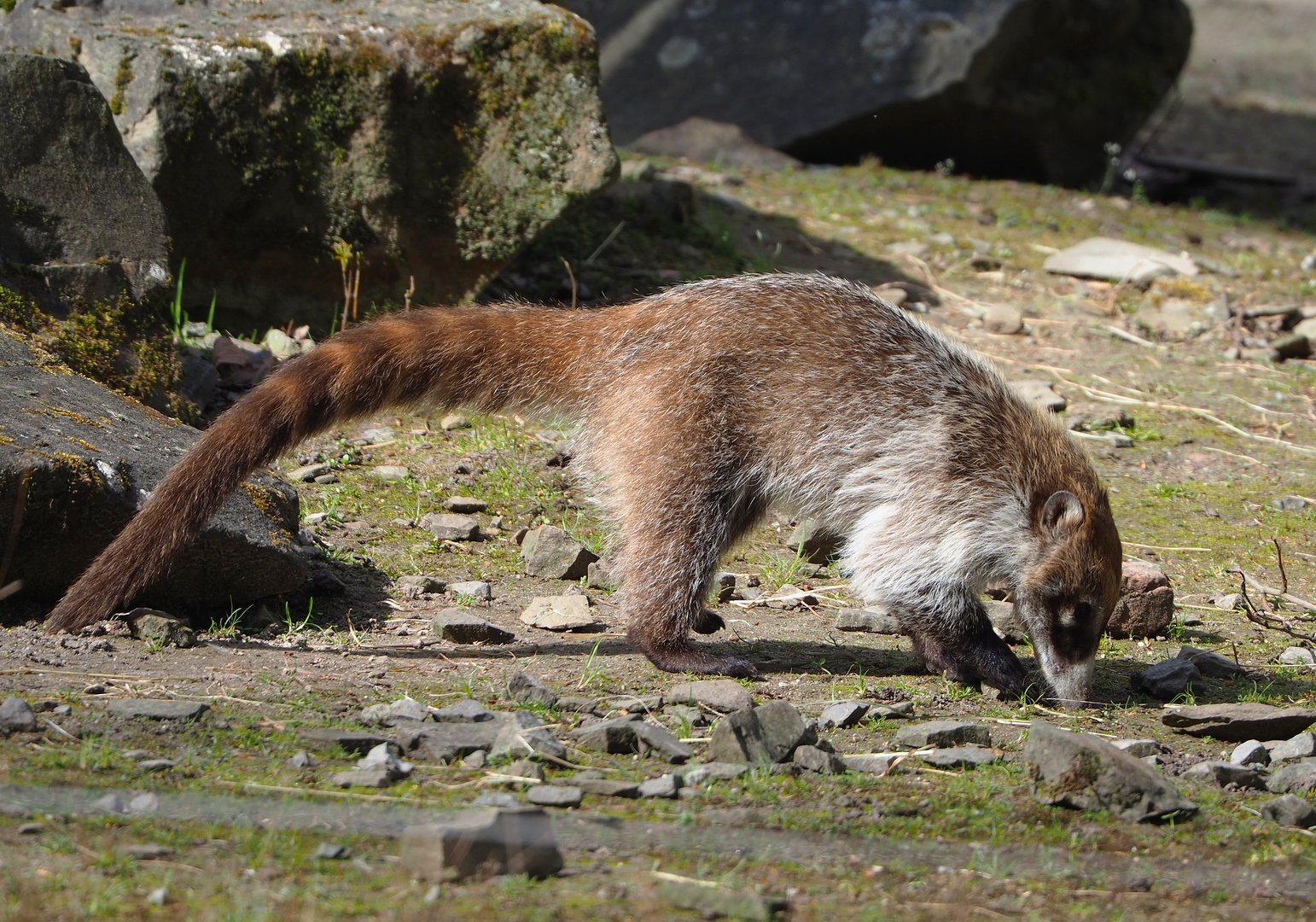 White-nosed coati (Nasua narica), 2022-04-12