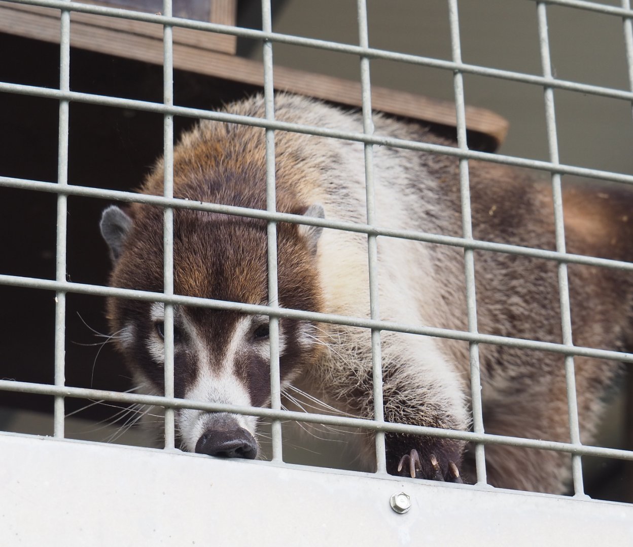 White-nosed coati (Nasua narica), 2022-05-17