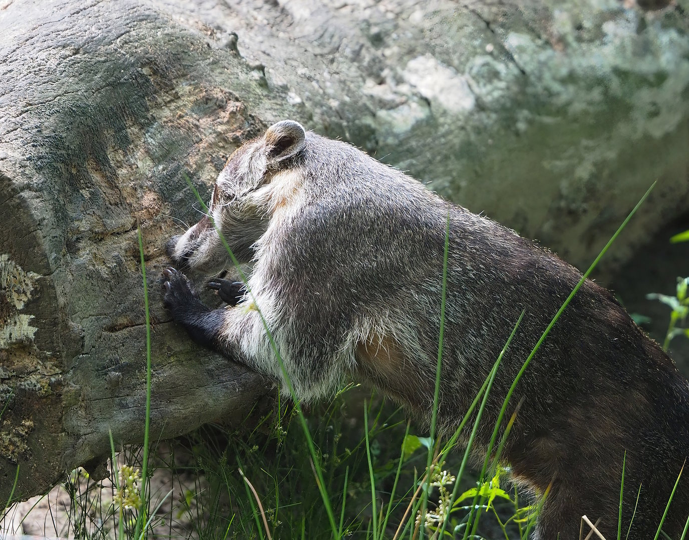 White-nosed coati (Nasua narica), 2022-07-03