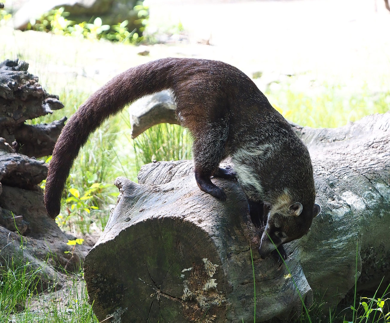 White-nosed coati (Nasua narica), 2022-07-03