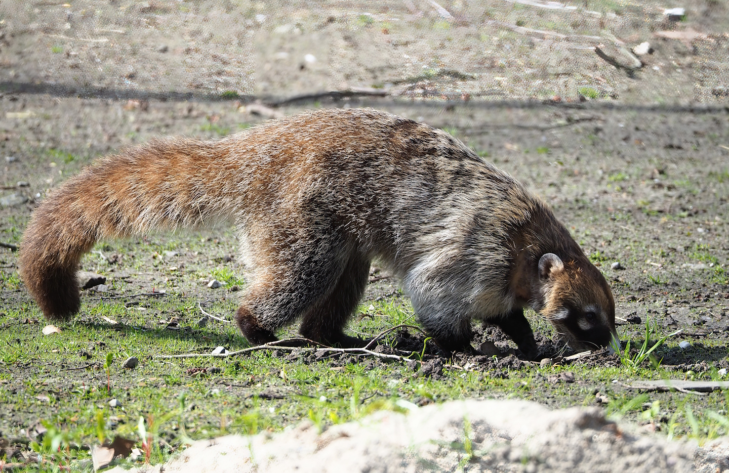 White-nosed coati (Nasua narica), 2023-03-28