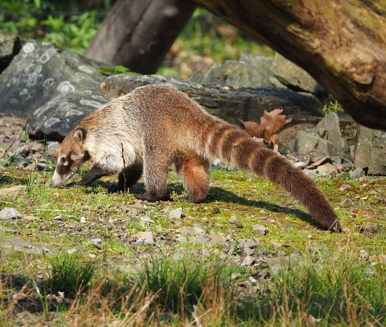 White-nosed coati (Nasua narica), 2023-04-18