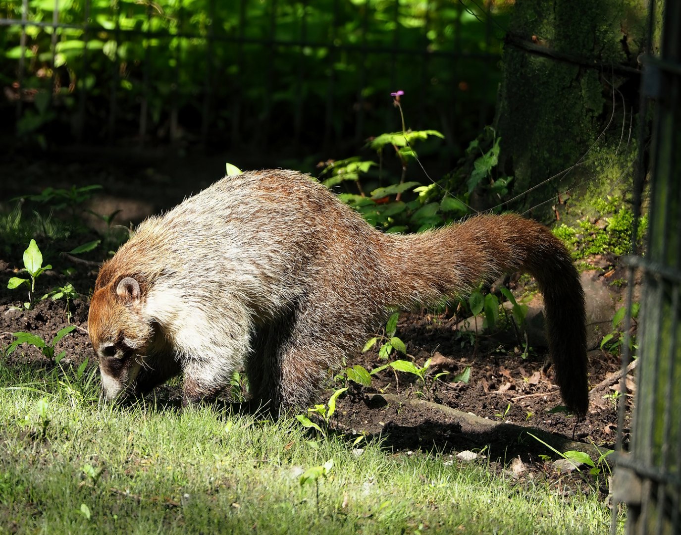 White-nosed coati (Nasua narica), 2023-05-13