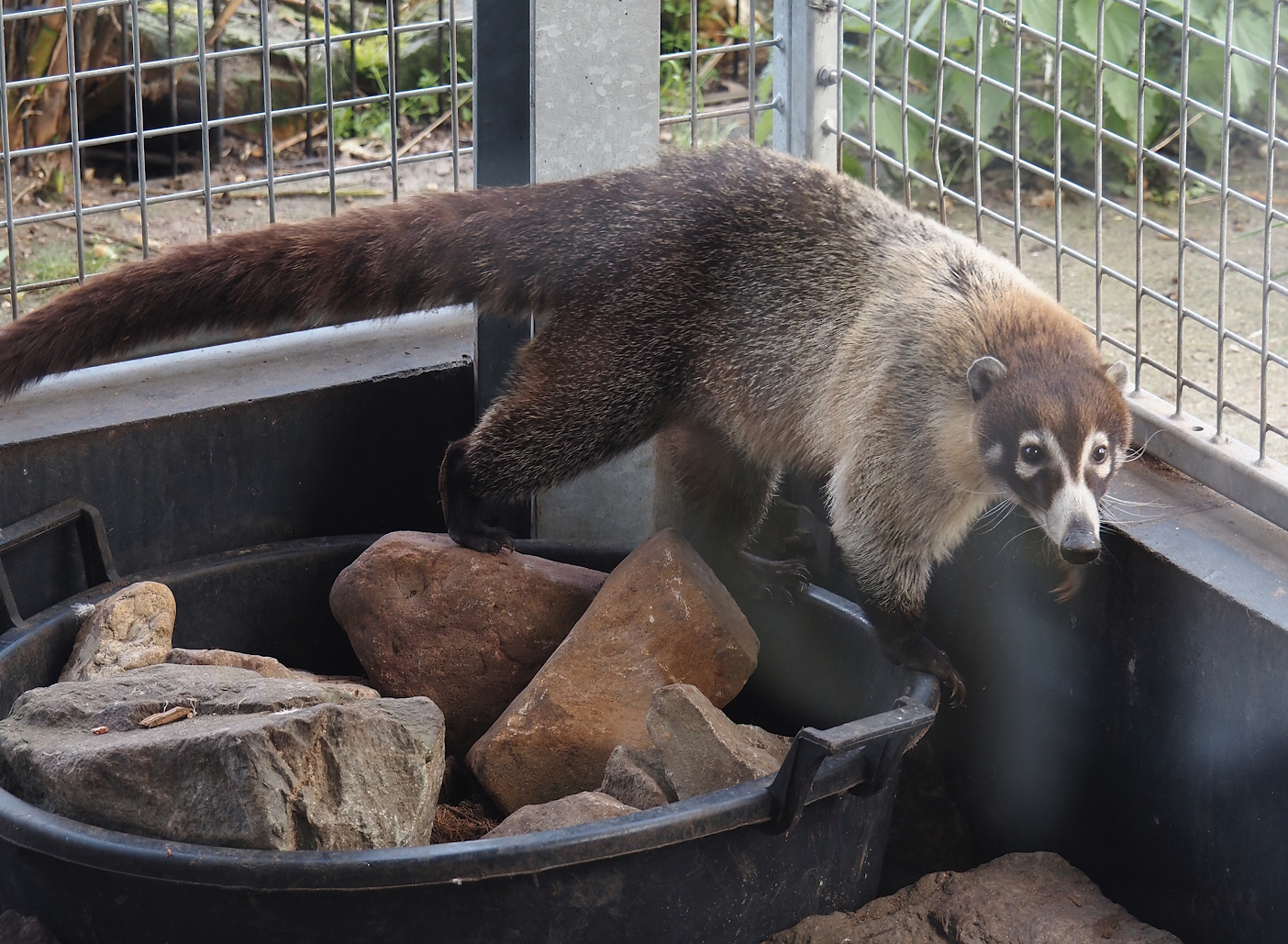 White-nosed coati (Nasua narica), 2024-04-14