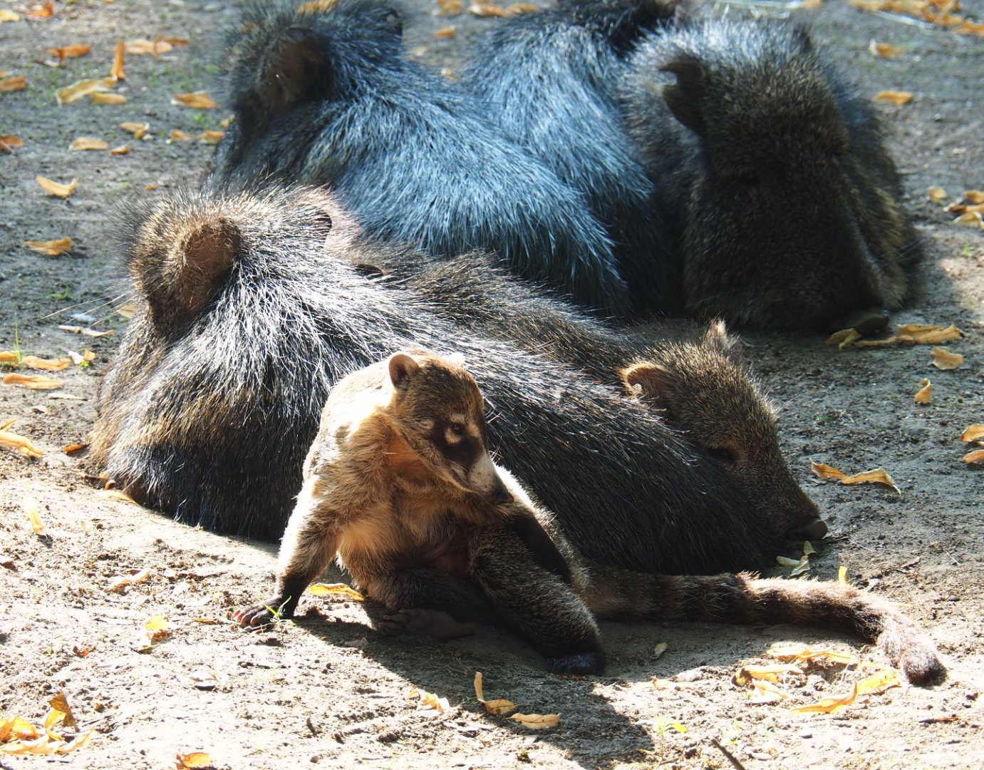 White-nosed coati (Nasua narica) and Chacoan peccaries (Catagonus wagneri), 2020-09-16