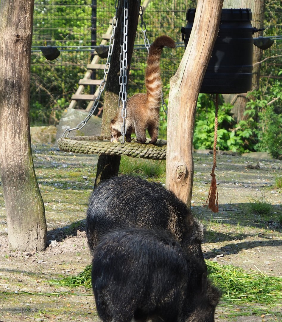 White-nosed coati (Nasua narica) and Chacoan peccaries (Catagonus wagneri), 2023-04-18