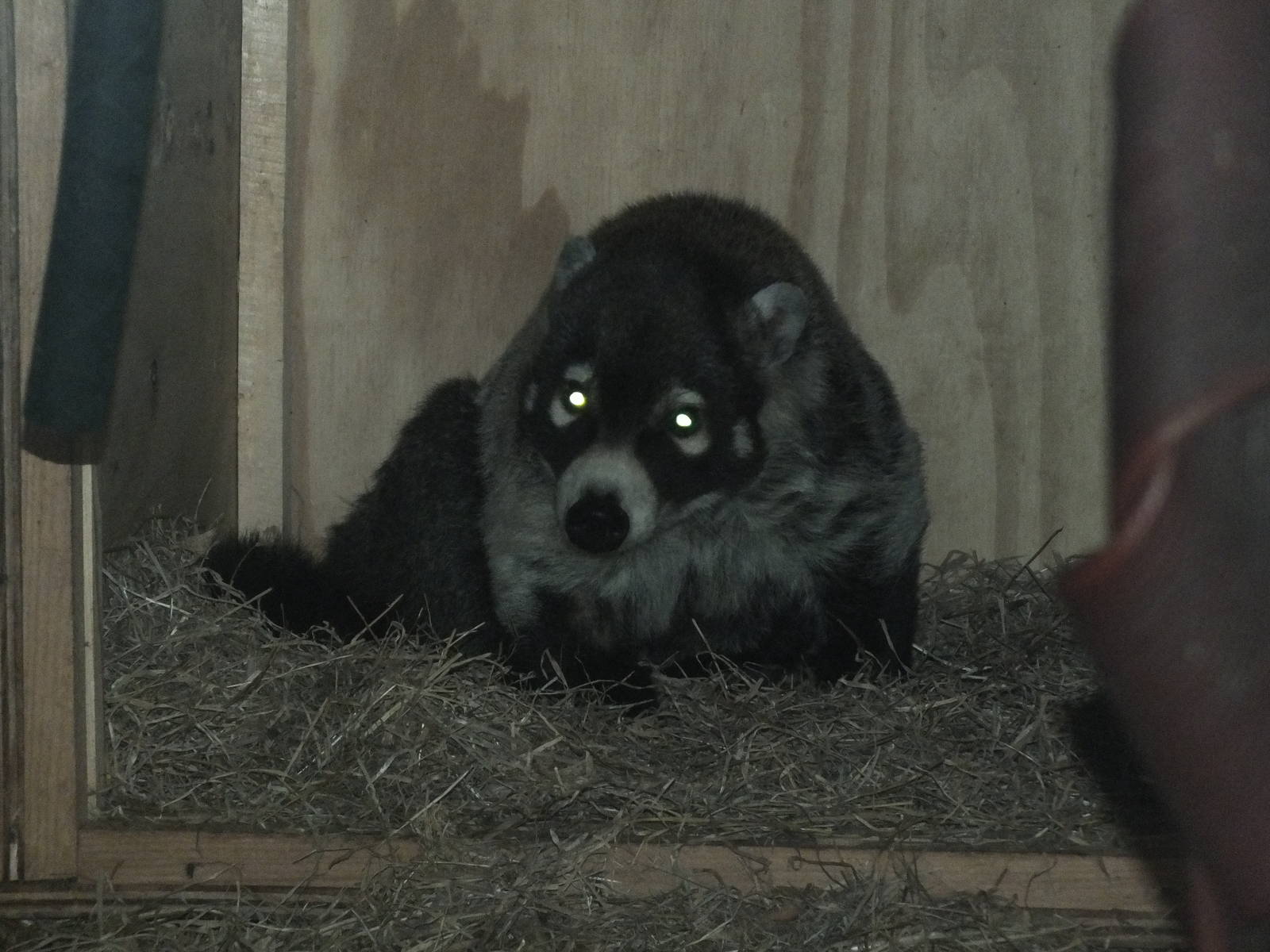 White-nosed Coati (Nasua narica) at Paignton Zoo - January 27th 2013