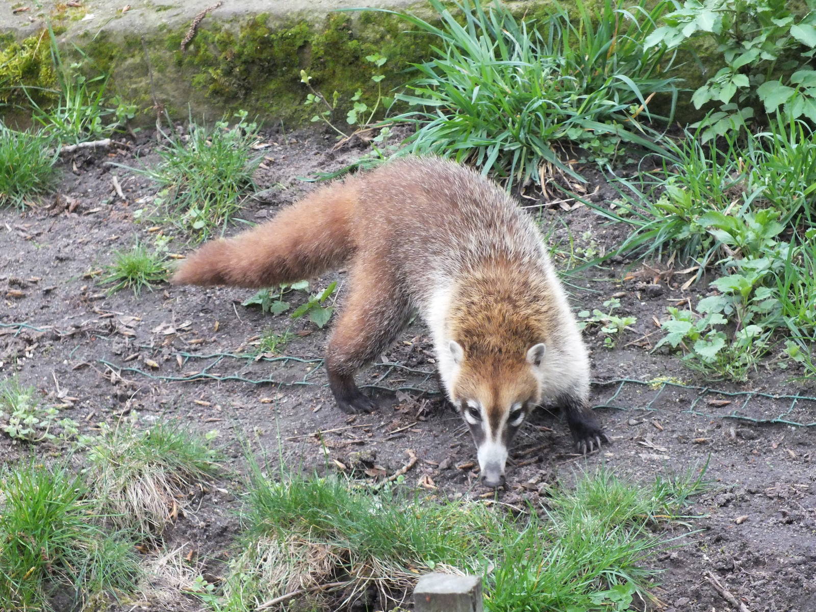 White-nosed Coati (Nasua narica) at Zoologischer Garten Magdeburg - 5 April