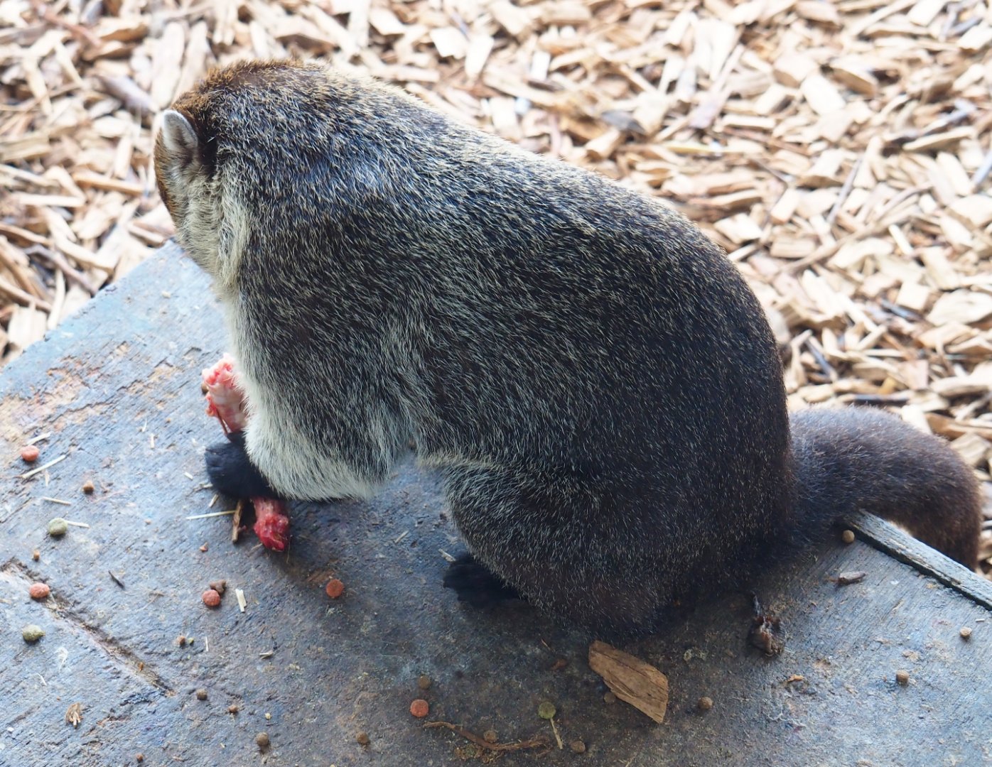 White-nosed coati (Nasua narica) feeding on chicken neck, 2019-04-06
