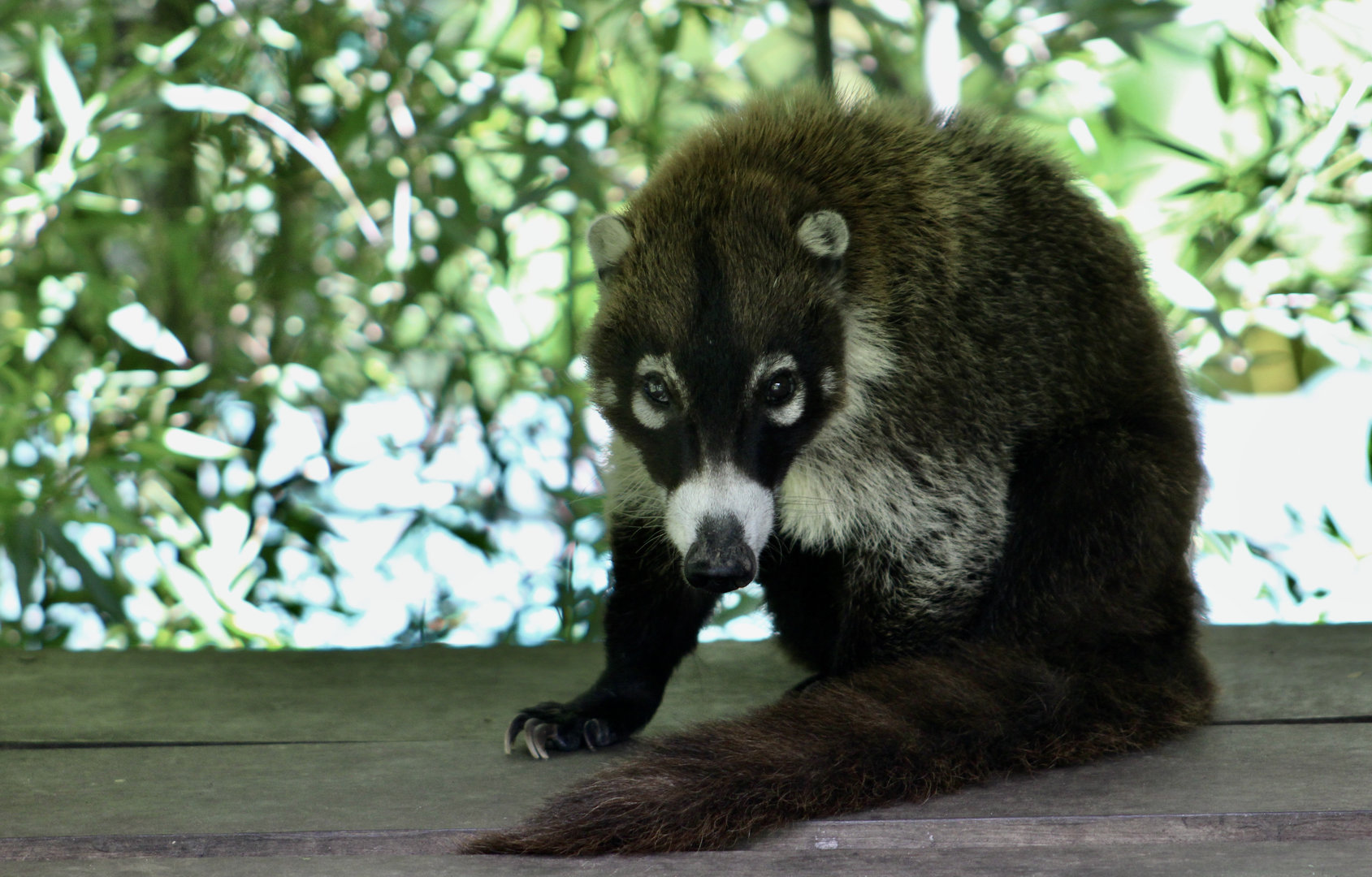 White-Nosed Coati (Nasua narica narica)