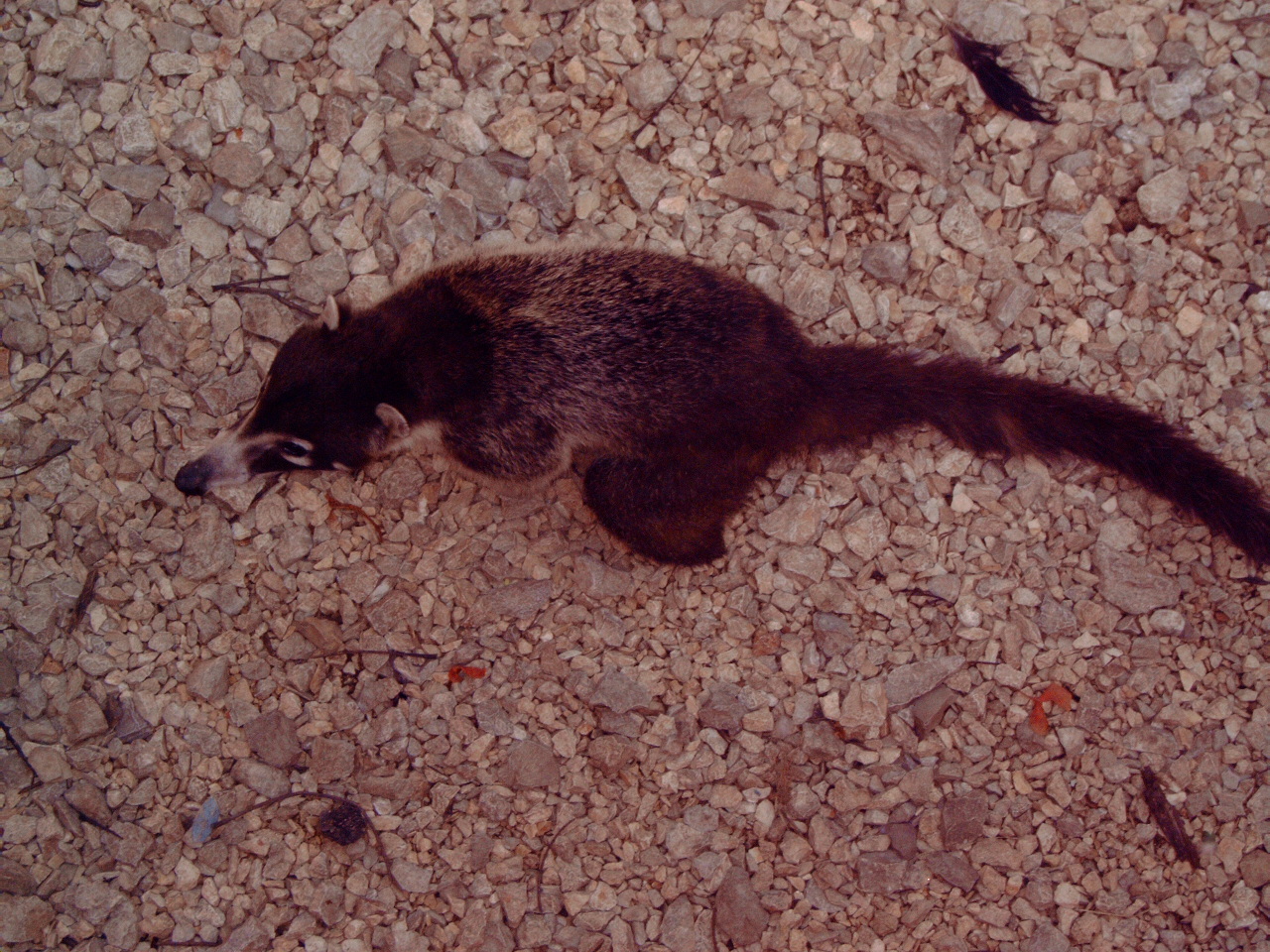 White-nosed Coati (Nasua narica)