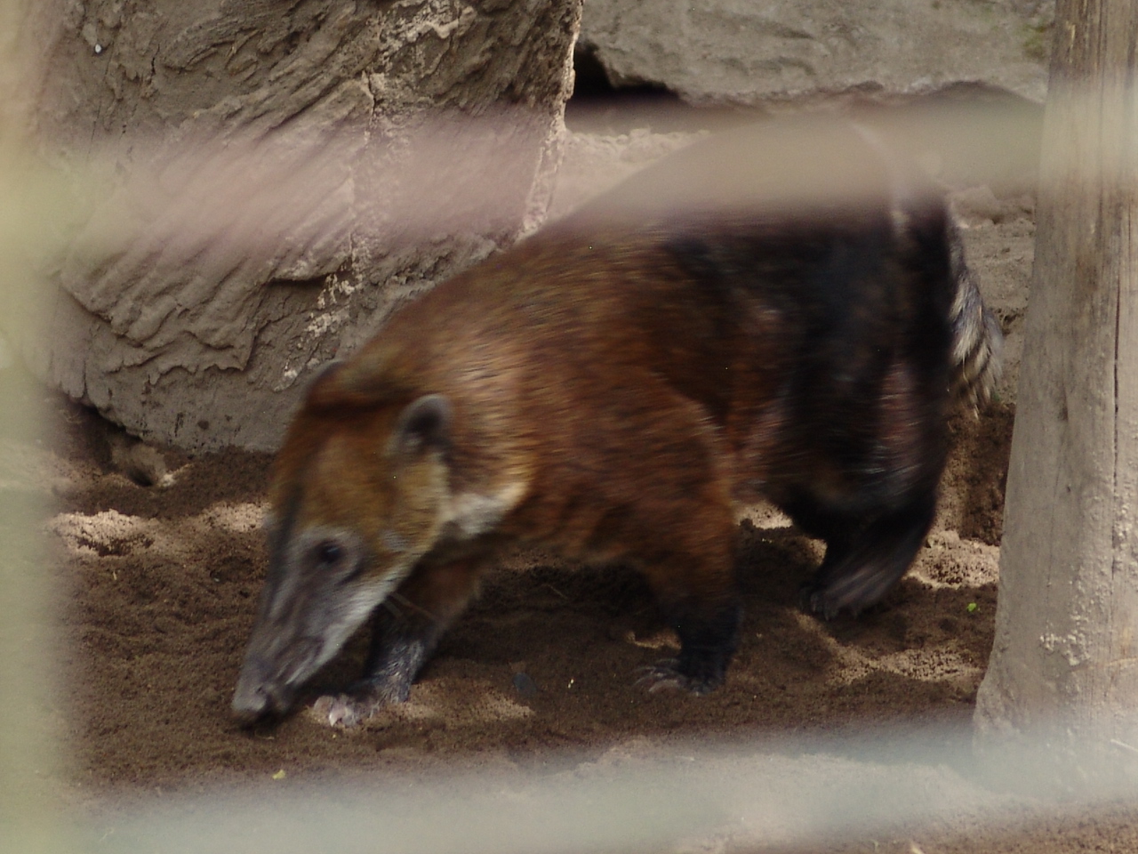 White-nosed Coati (Nasua narica)