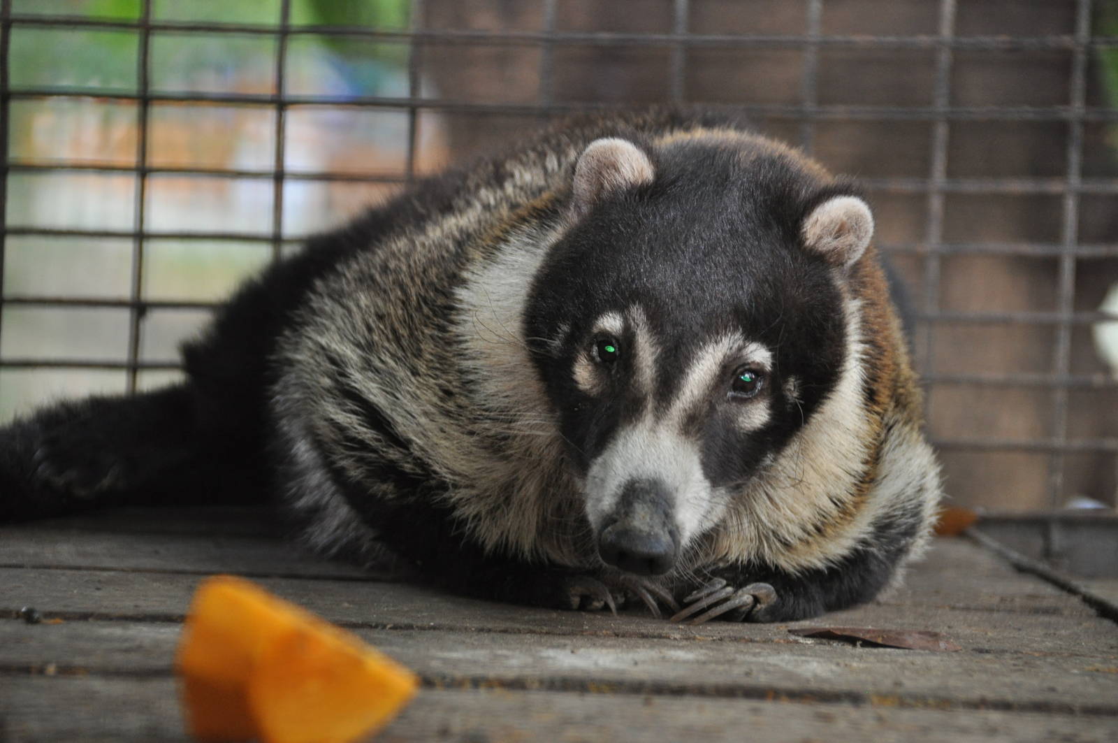 White-nosed coati/ Nasua narica