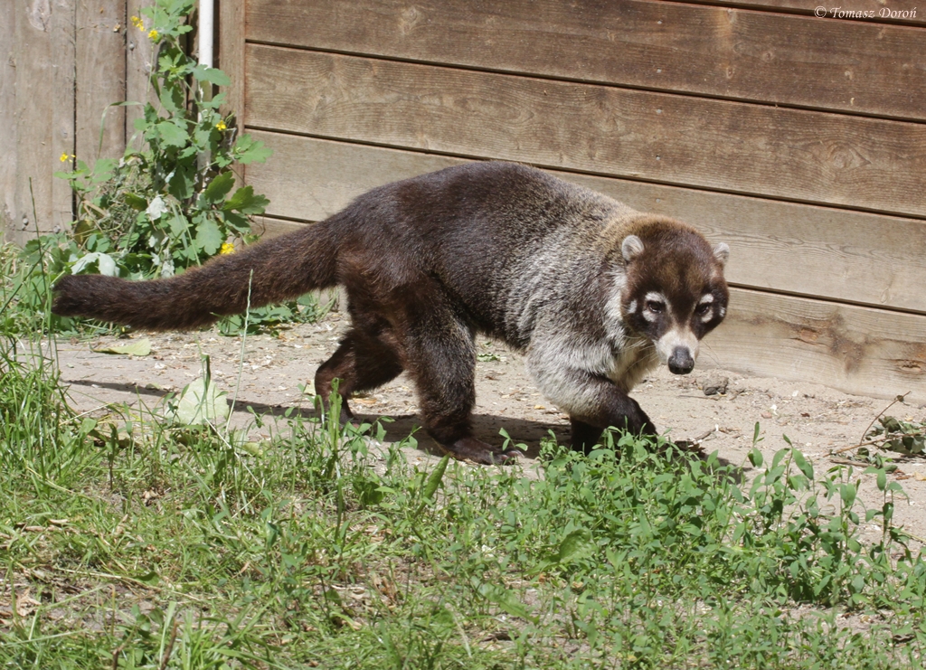 White-nosed Coati (Nasua narica)