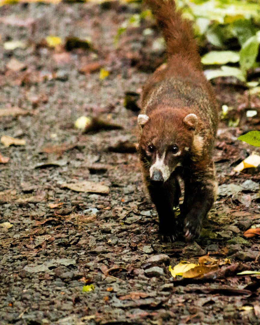 White-nosed coati, Nasua narica