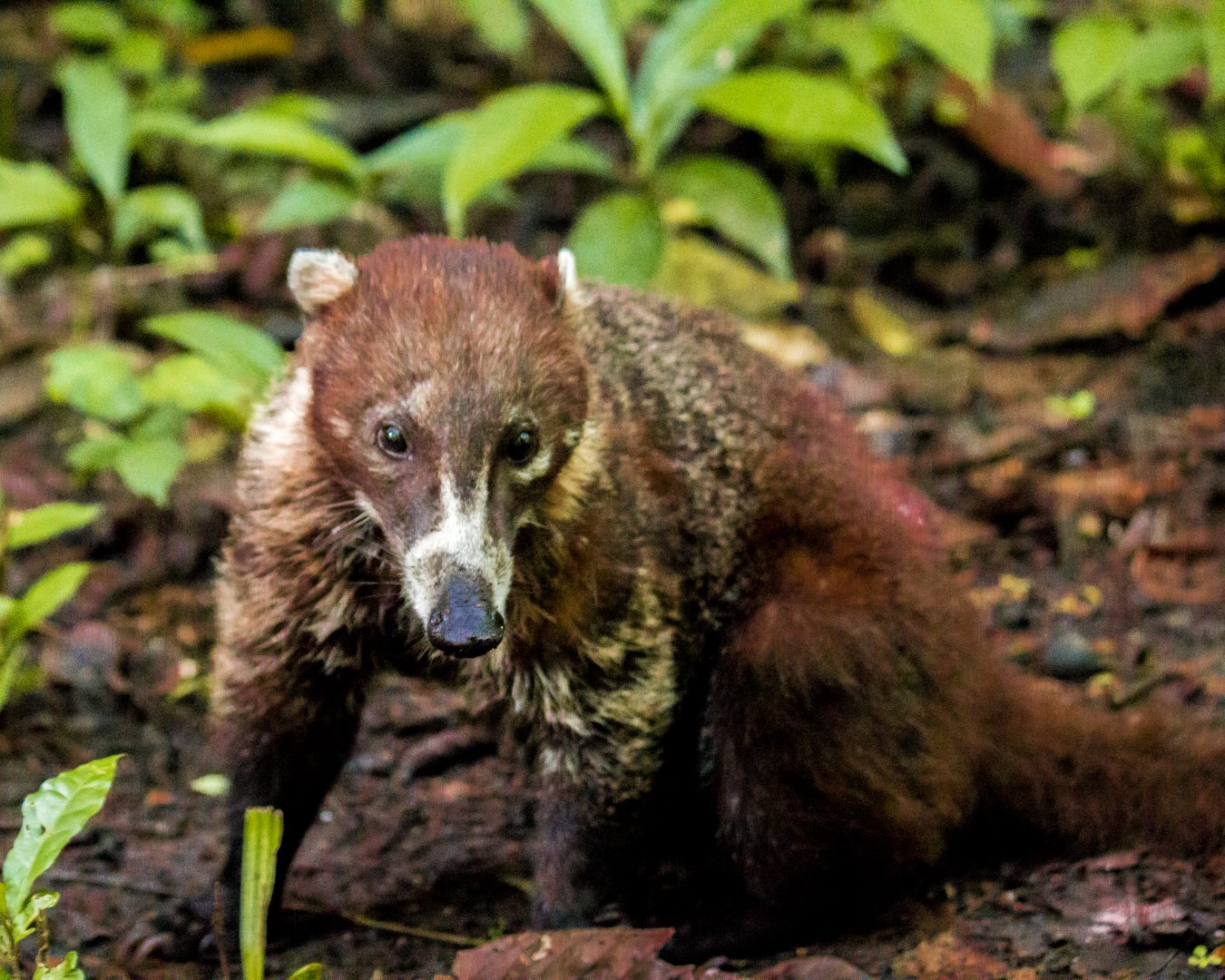 White-nosed coati, Nasua narica