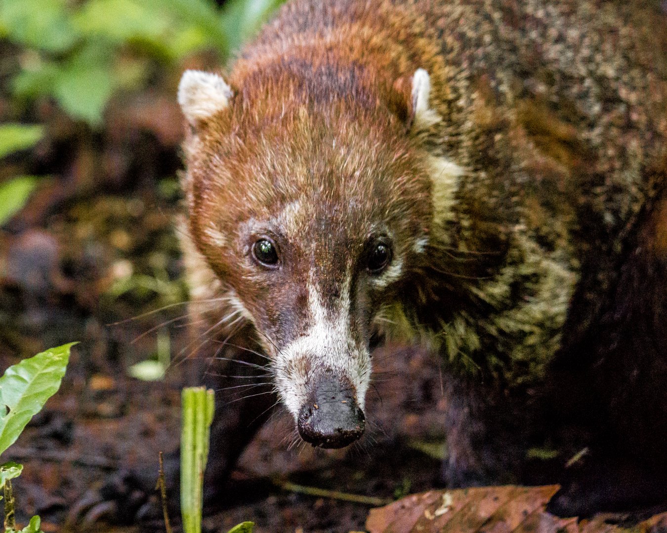 White-nosed coati, Nasua narica