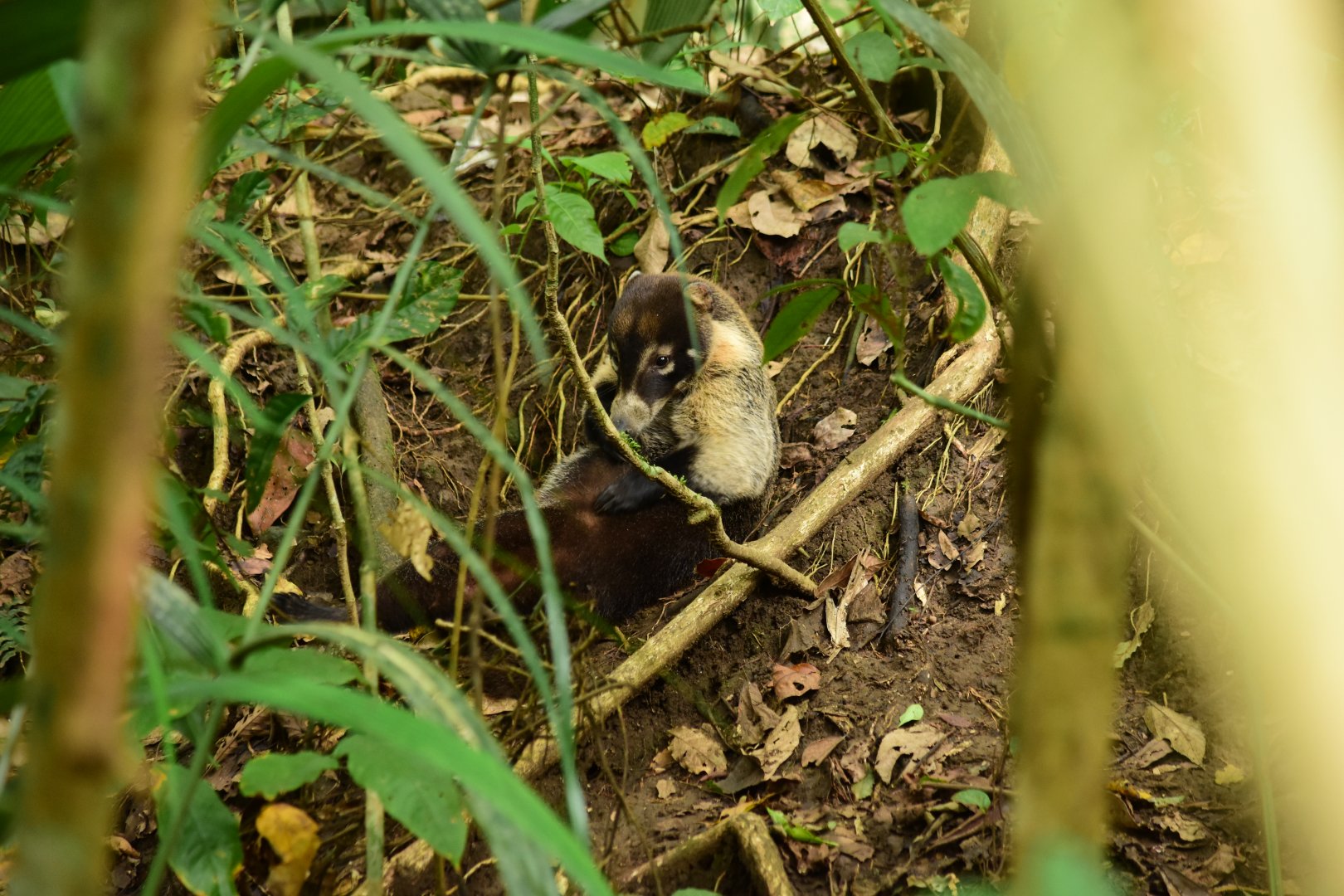 White nosed coati (Nasua narica)