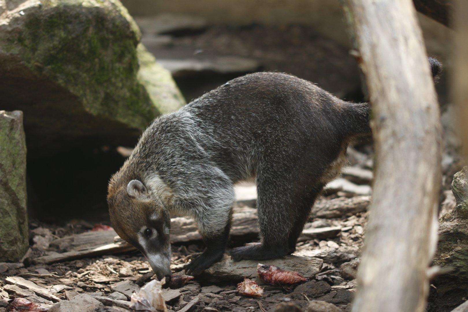 White-nosed coati (Nasua narica)