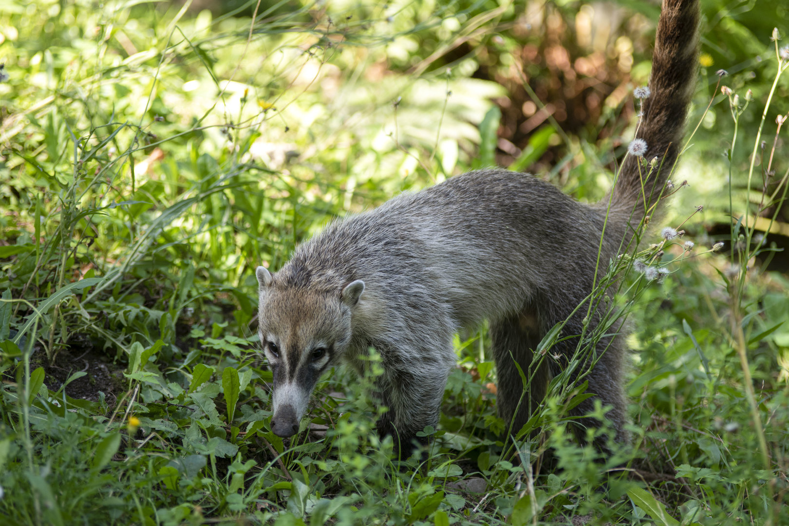 White-nosed coati (Nasua narica)