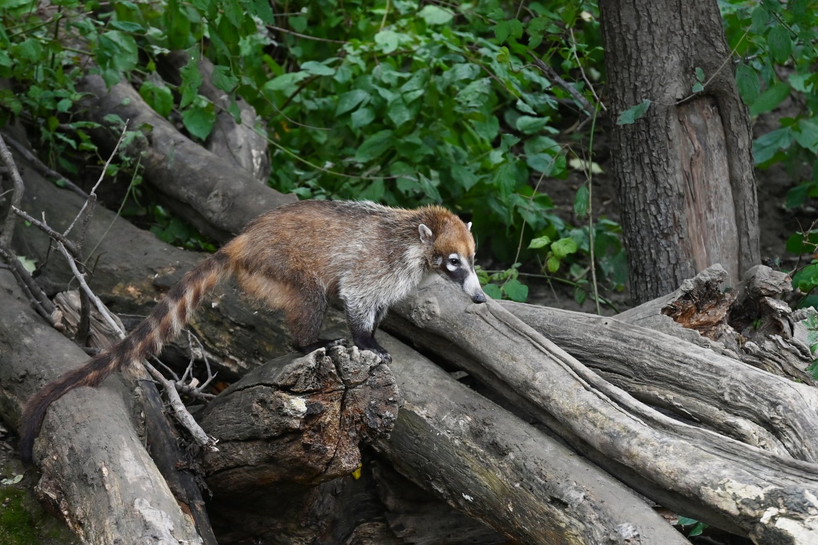 White-nosed coati (Nasua narica)