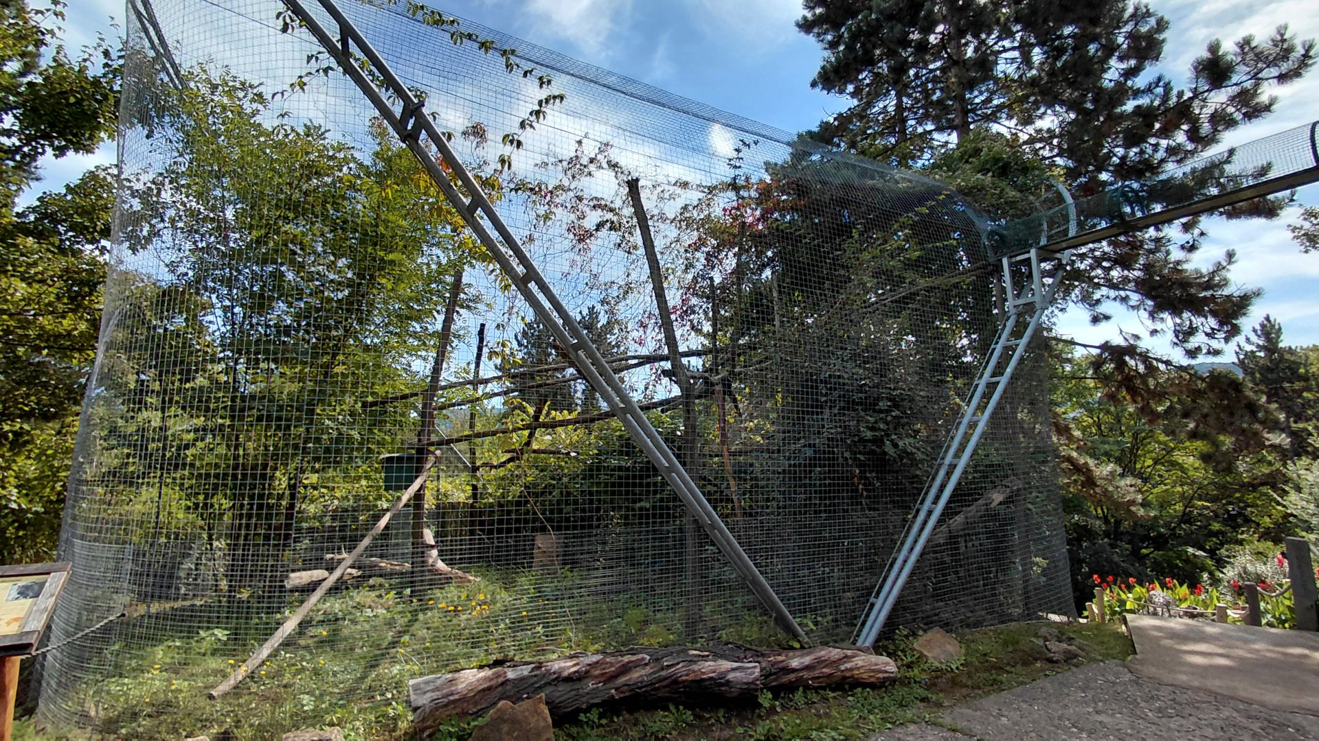 White-nosed coati outdoor exhibit