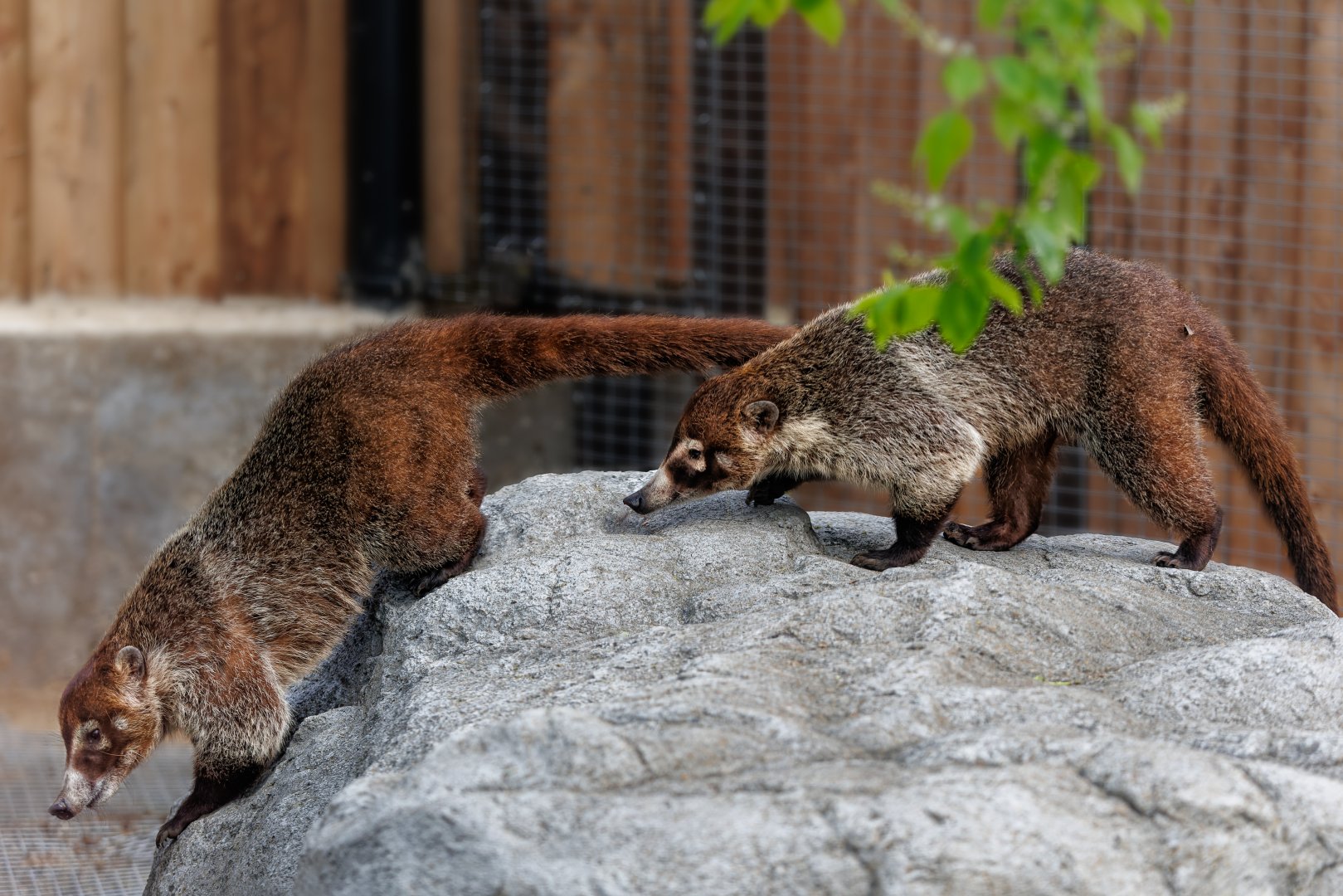 White-nosed Coati pair / 8-4-22 / Hamerton