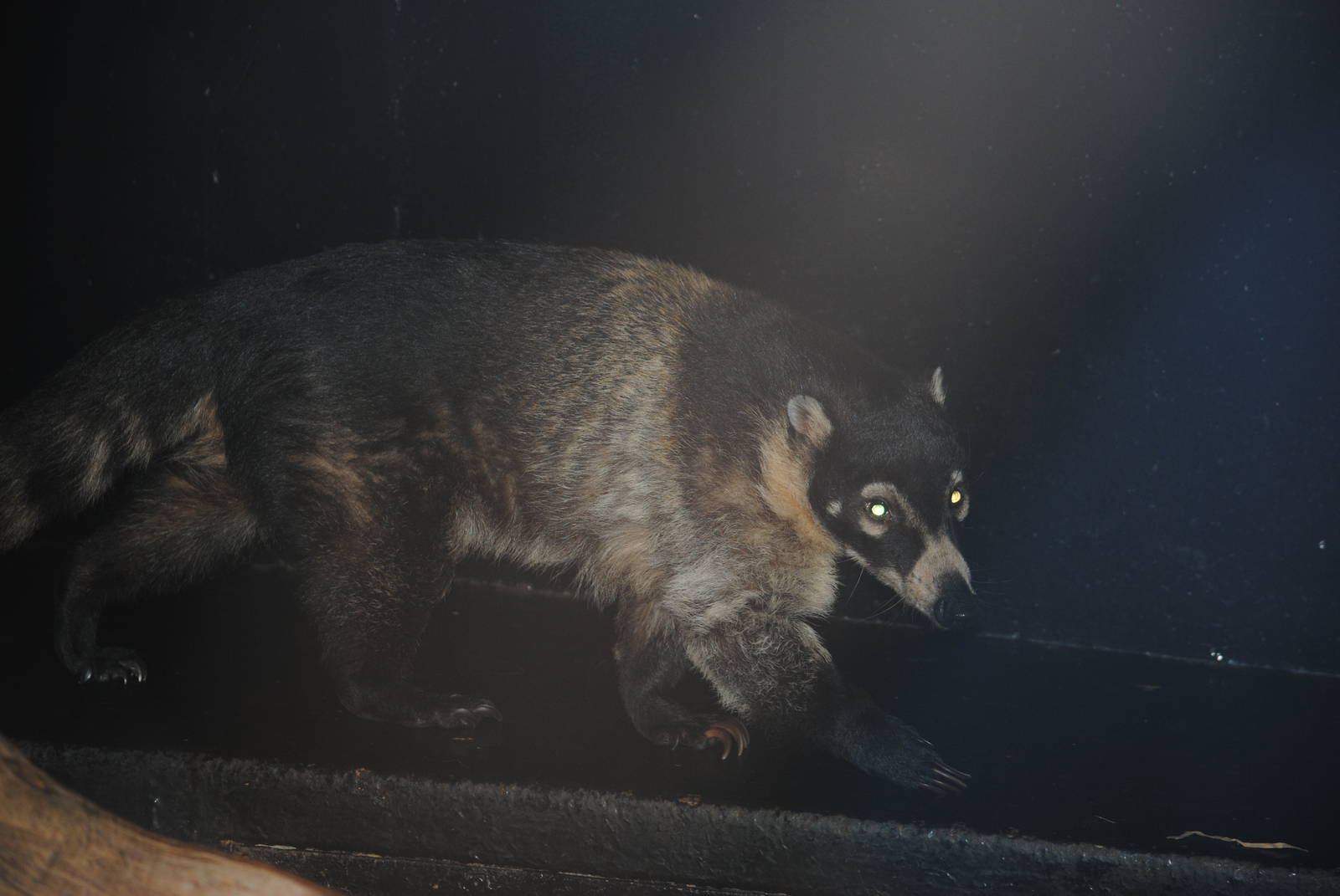 White-nosed Coati