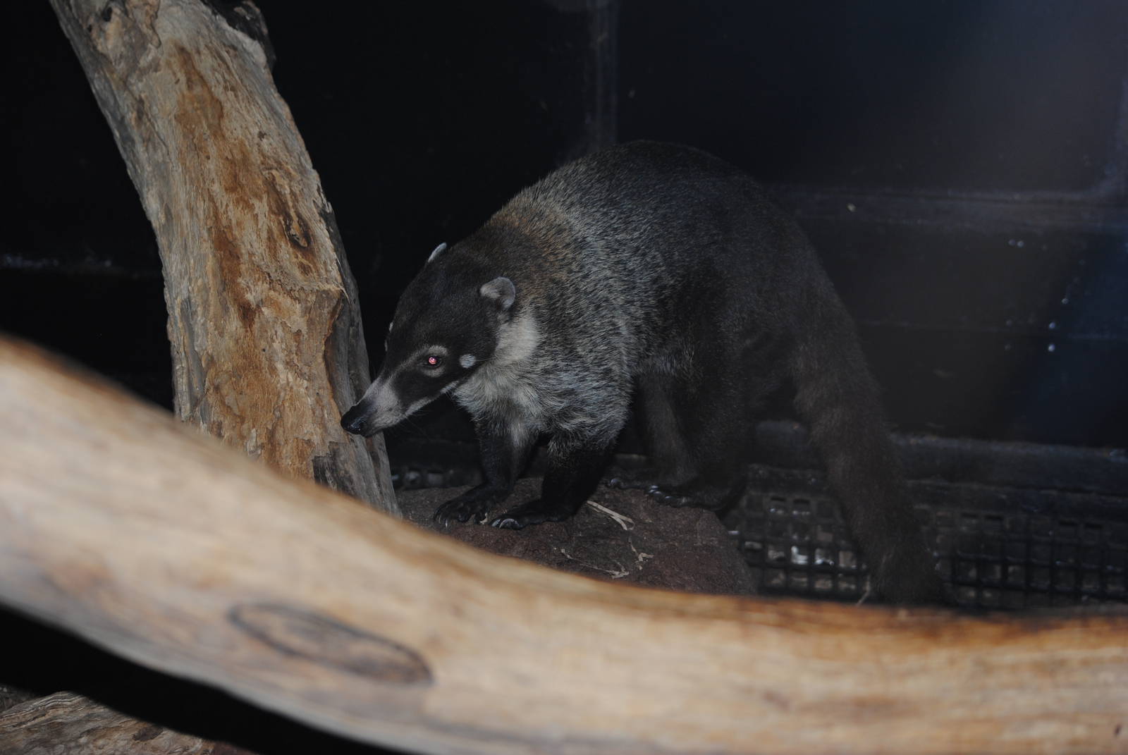 White-nosed Coati