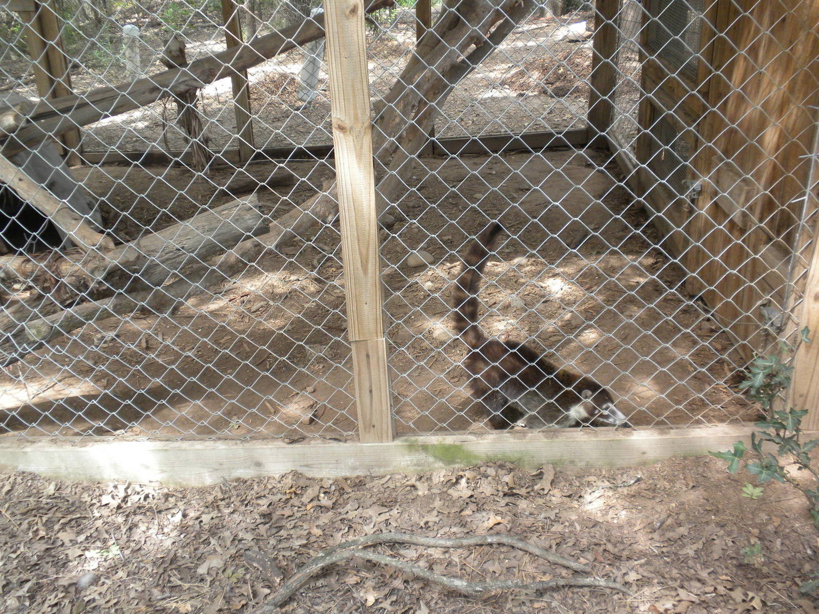 White-Nosed Coati