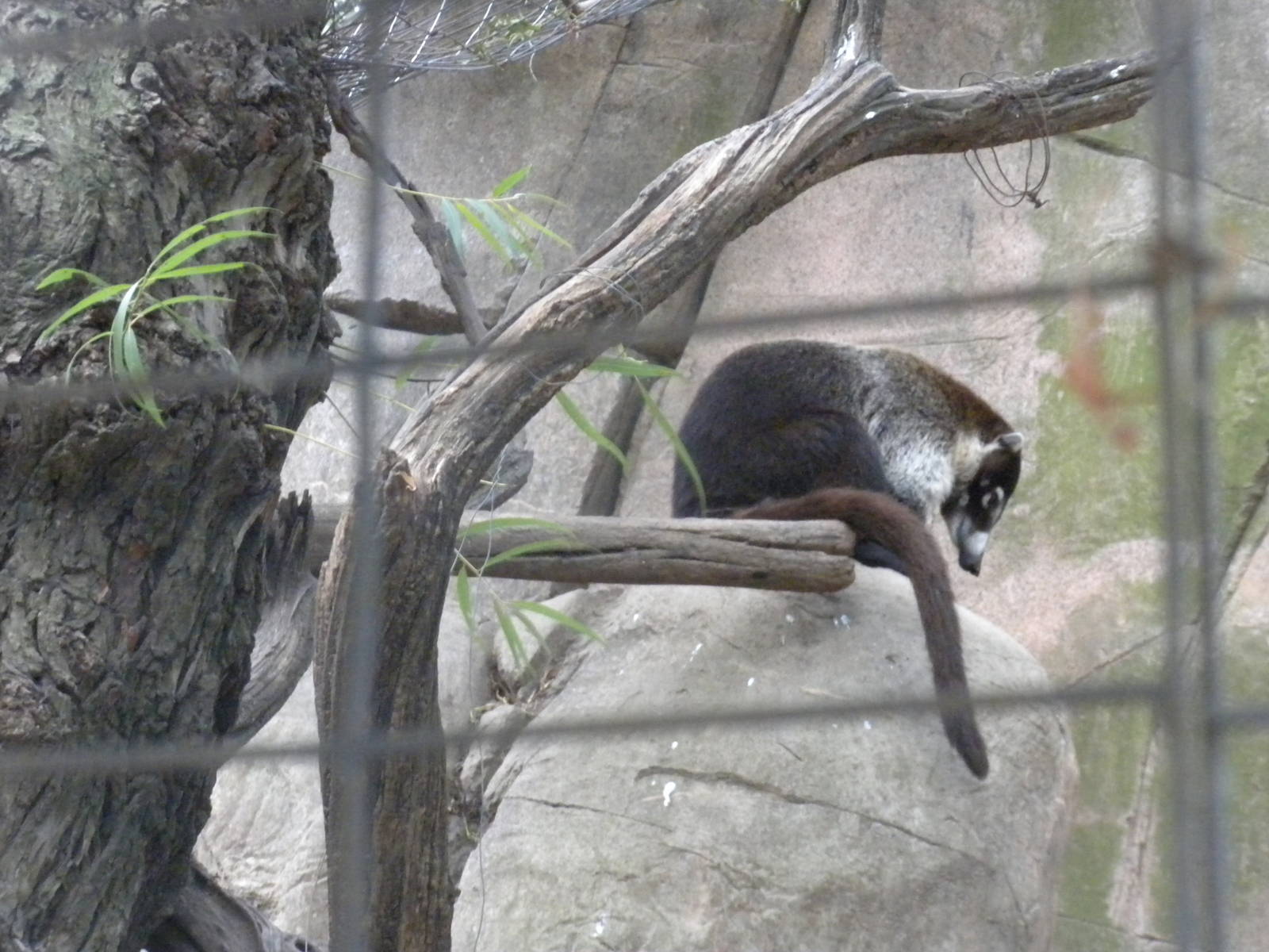 White-Nosed Coati