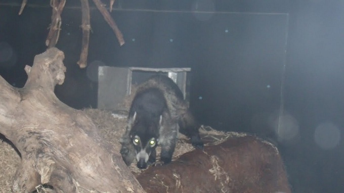 White-Nosed Coati